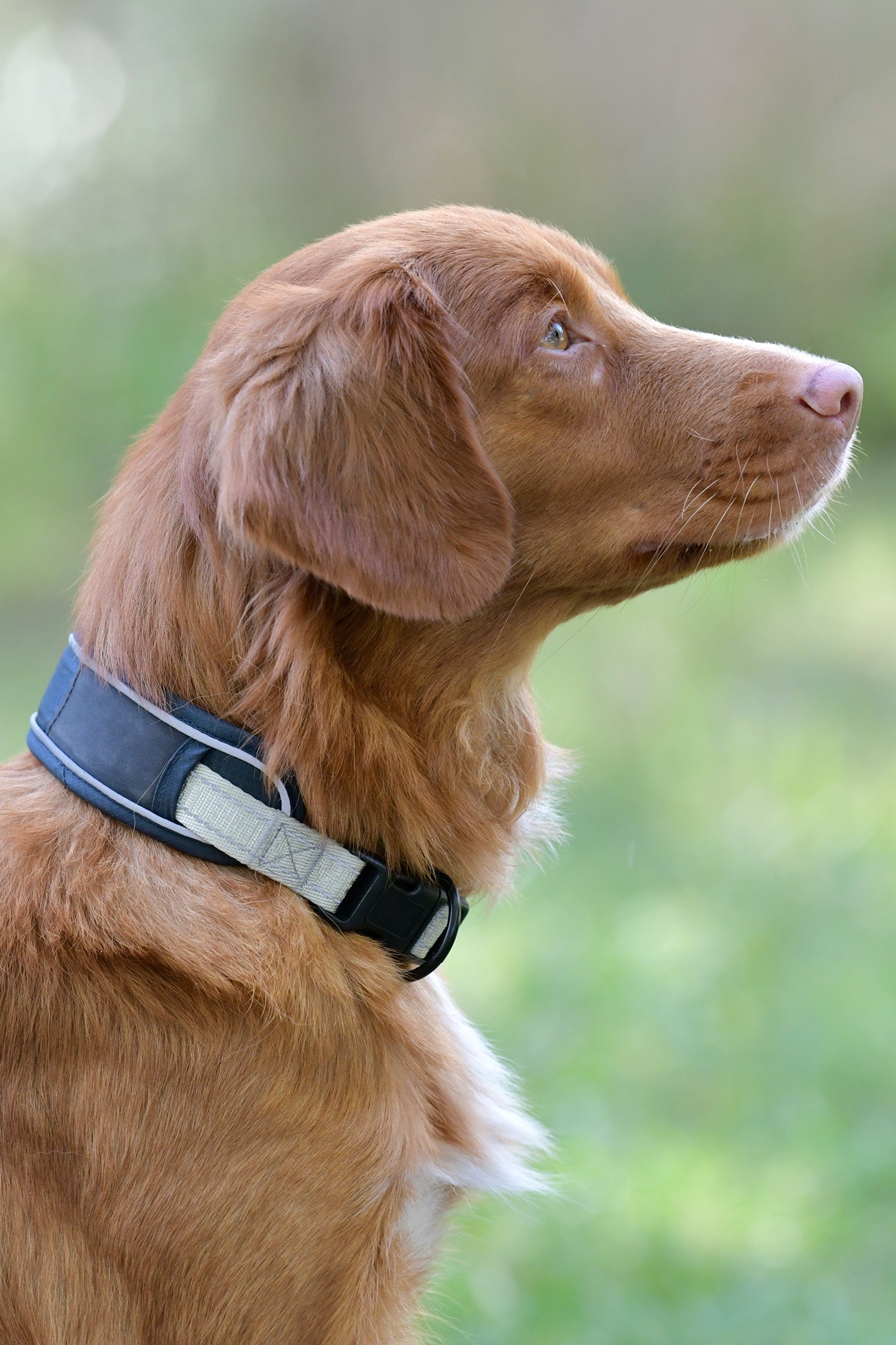 Weatherbeeta Collare per cani Explorer Cane