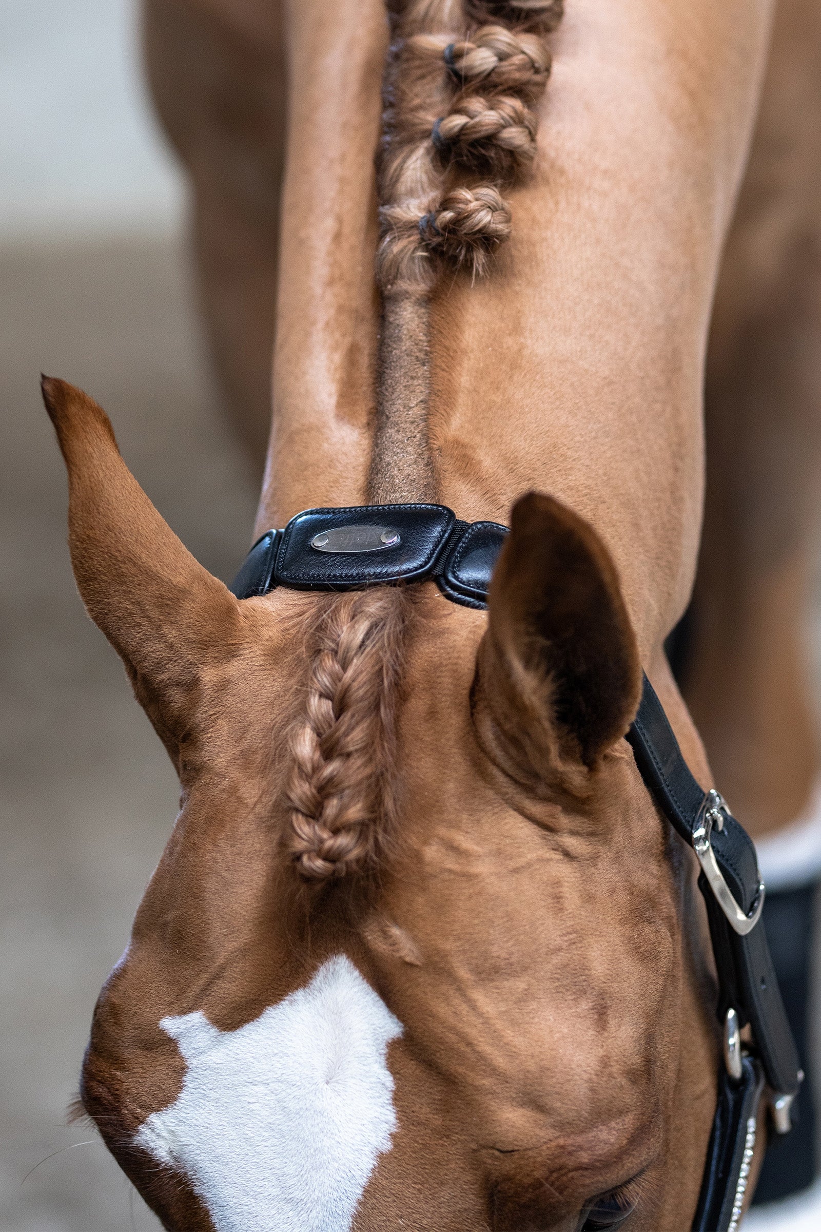 Kieffer Headcollar Ultrasoft® Luna Halters & Leads