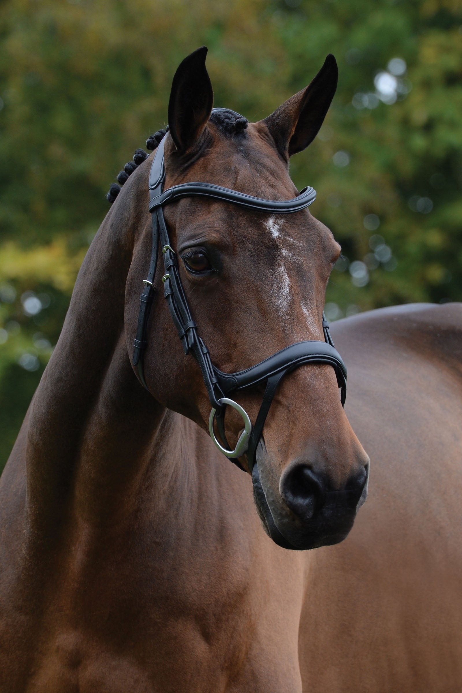 Collegiate Comfitec Vogue Anatomical Bridle Bridles & Reins