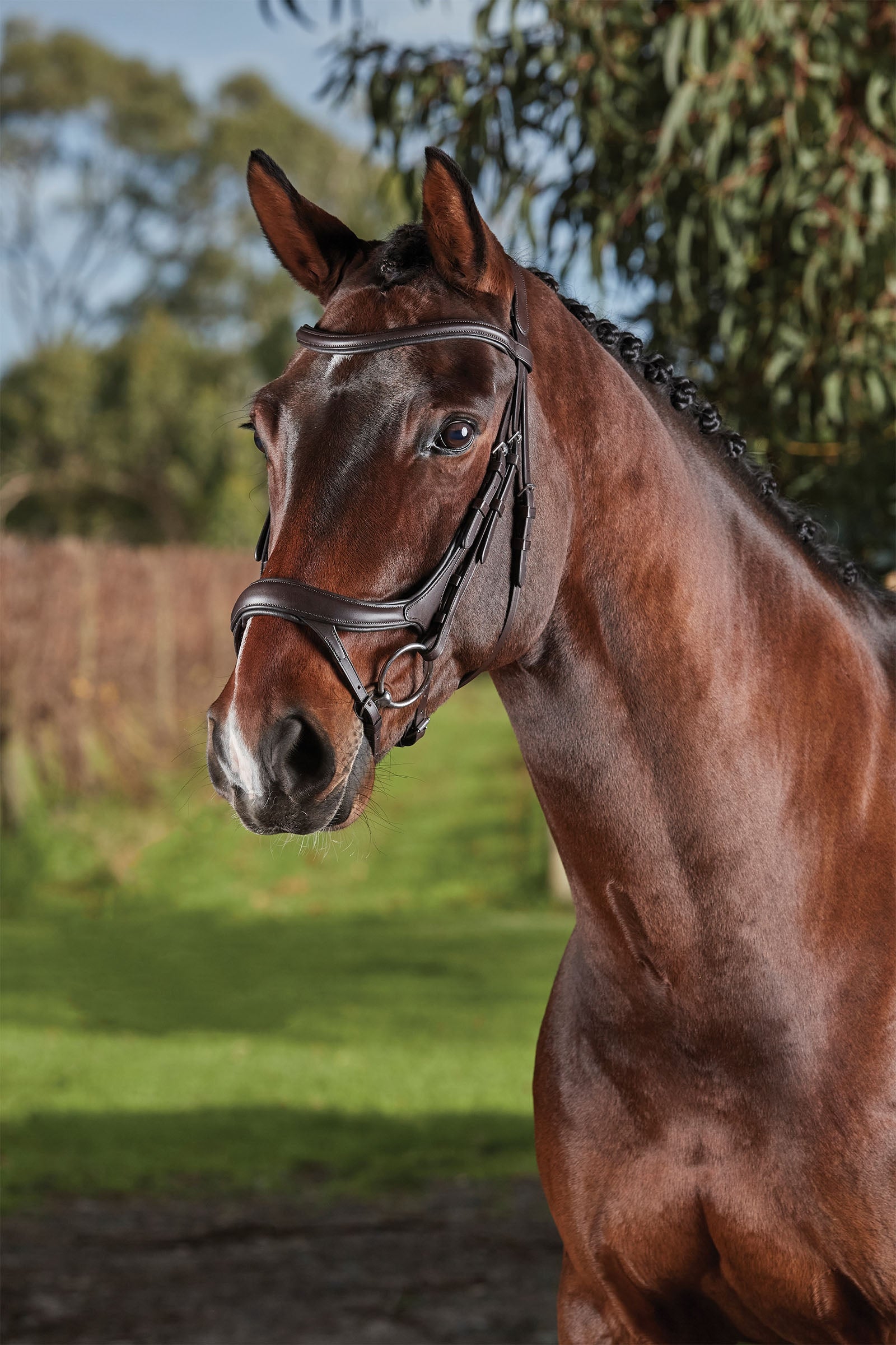 Collegiate Comfitec Vogue testiera anatomica Briglie & redini