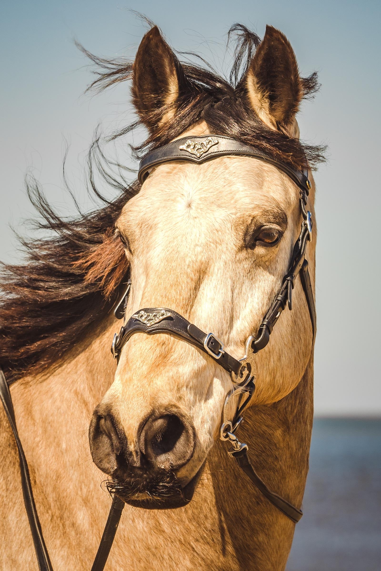 F.R.A. Freedom Riding Articles Imperial Hackamore Bridle With Reins (System 2) Bridles & Reins