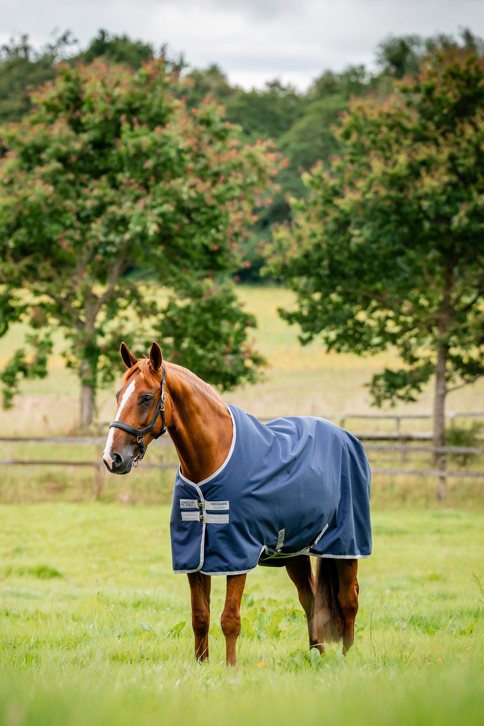 Horseware Amigo coperta da paddock Ripstop 900D, 100 g Coperte per cavalli