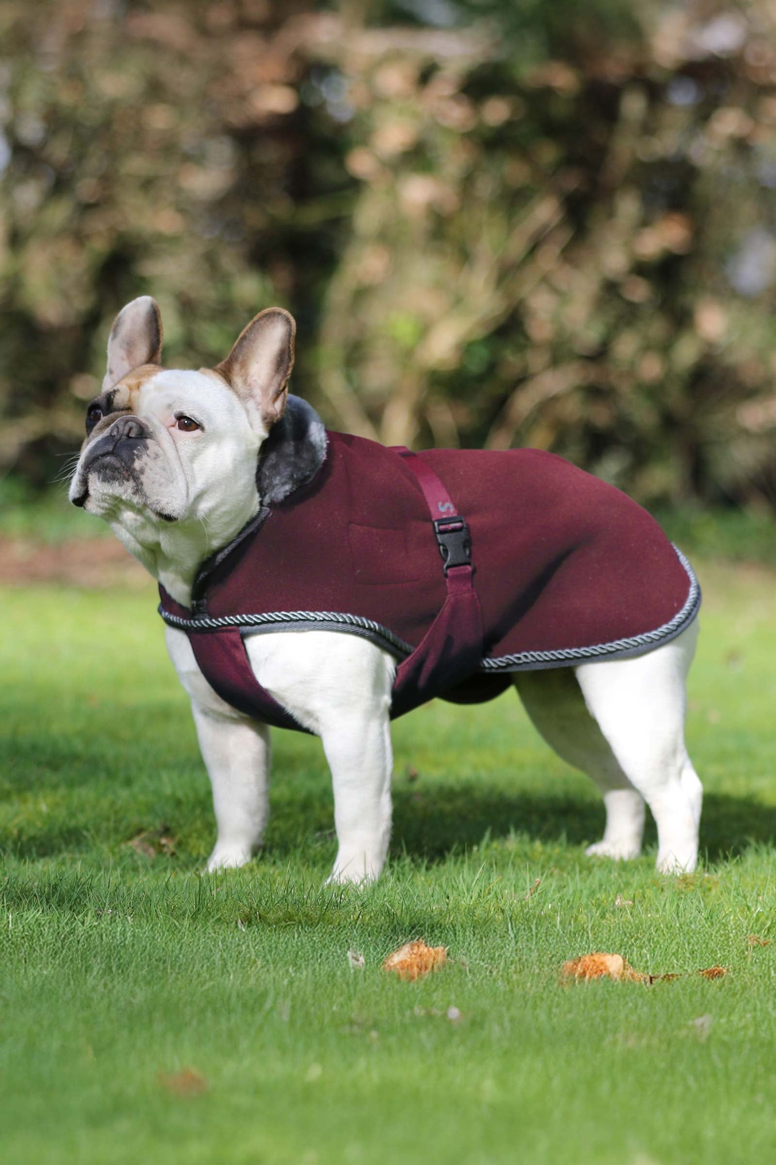 Bucas Show-Line Dog Rug Cane