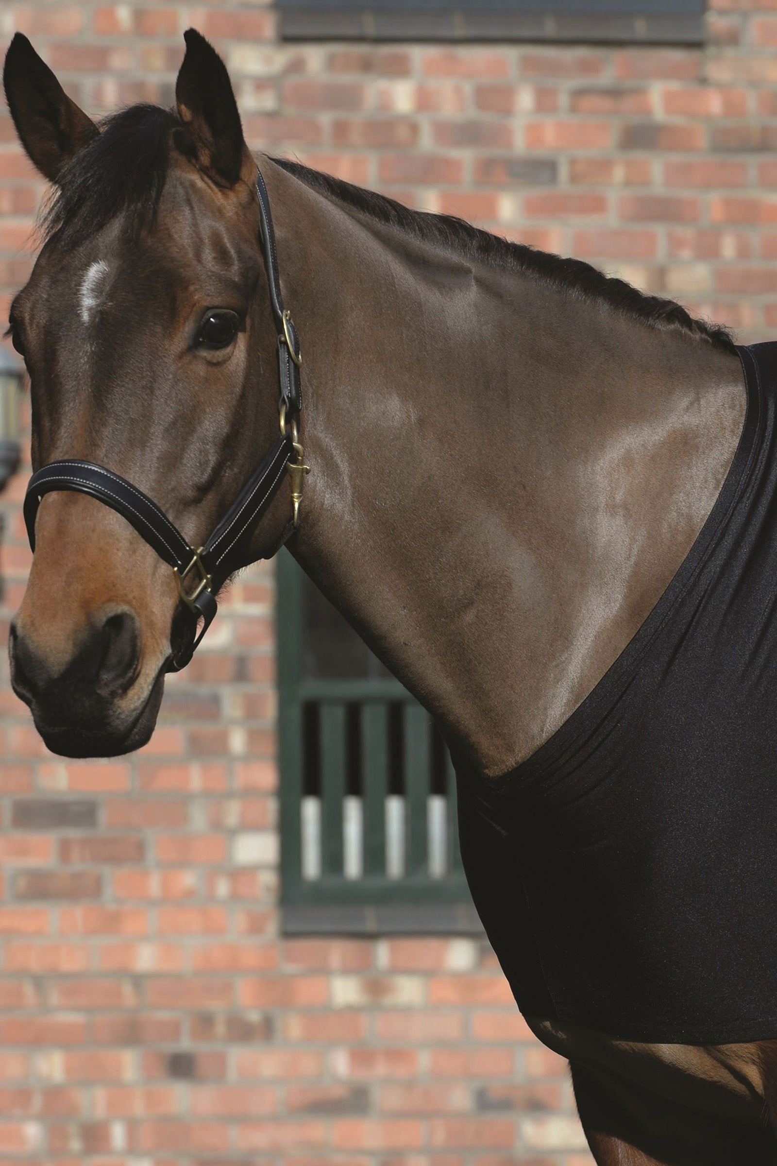 Weatherbeeta Protezione per le spalle elasticizzata Coperte per cavalli