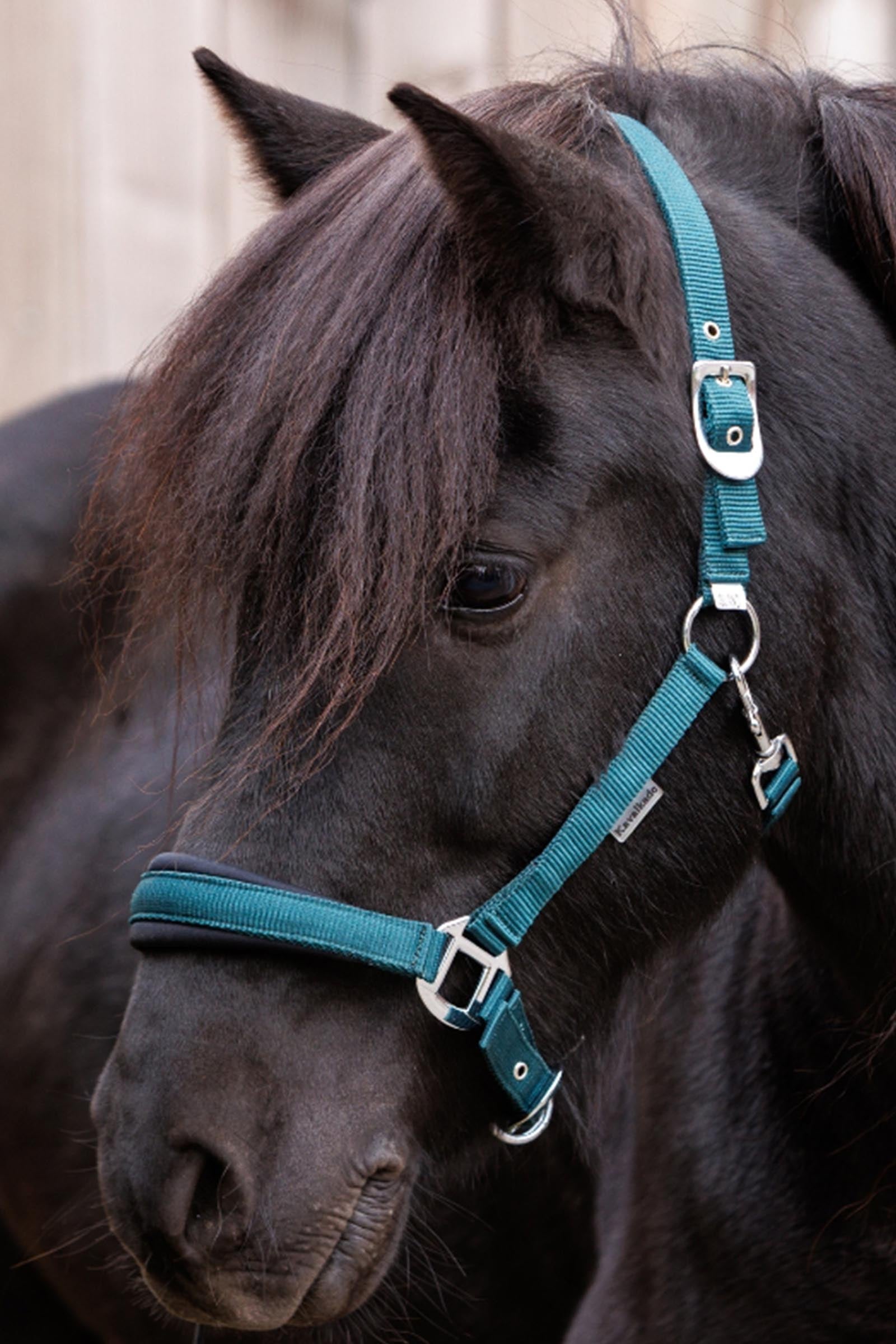 Kavalkade Classic Simple Halter Icelandic Halters & Leads