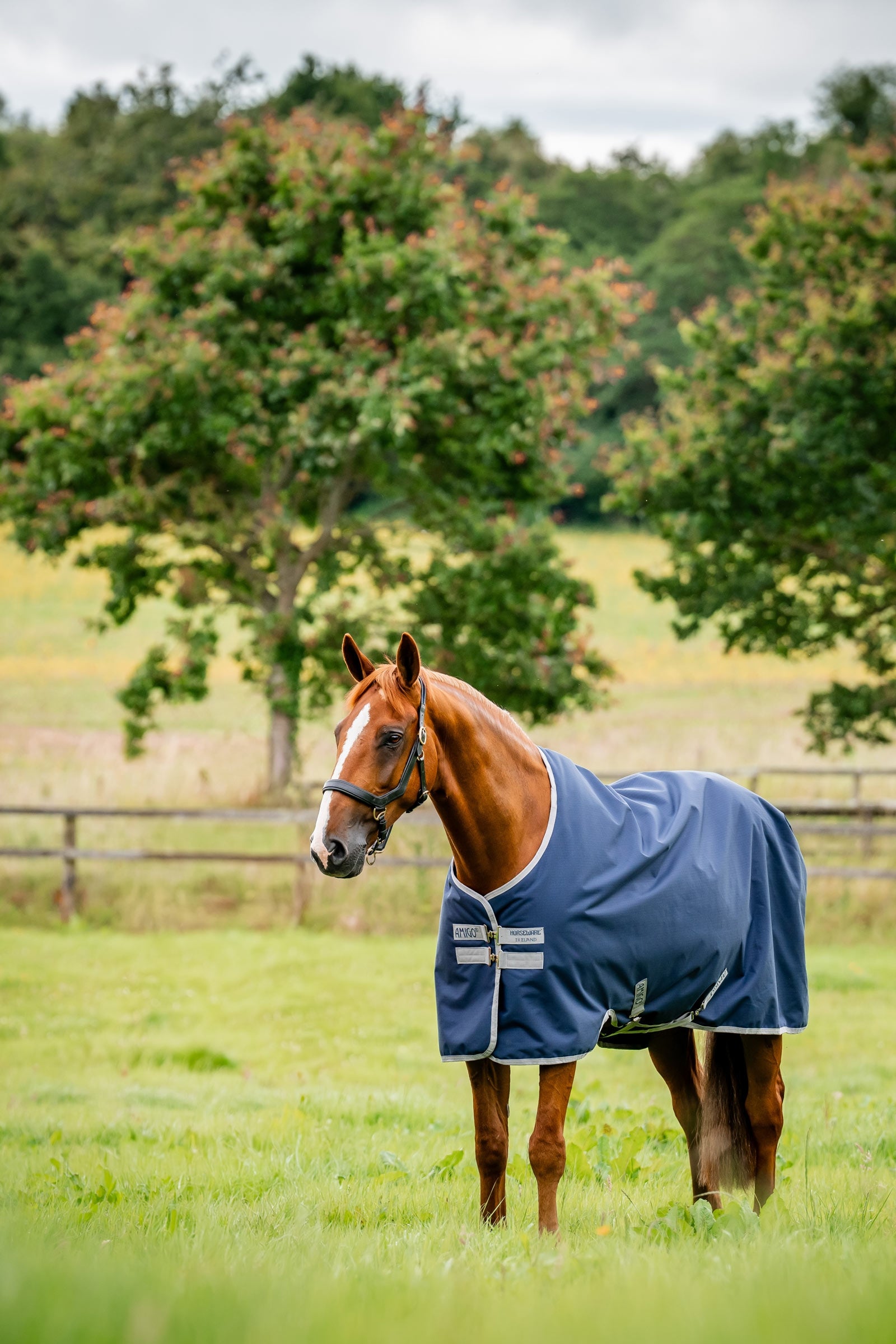 Horseware coperta da paddock Amigo Ripstop 900D, 200 g Coperte per cavalli