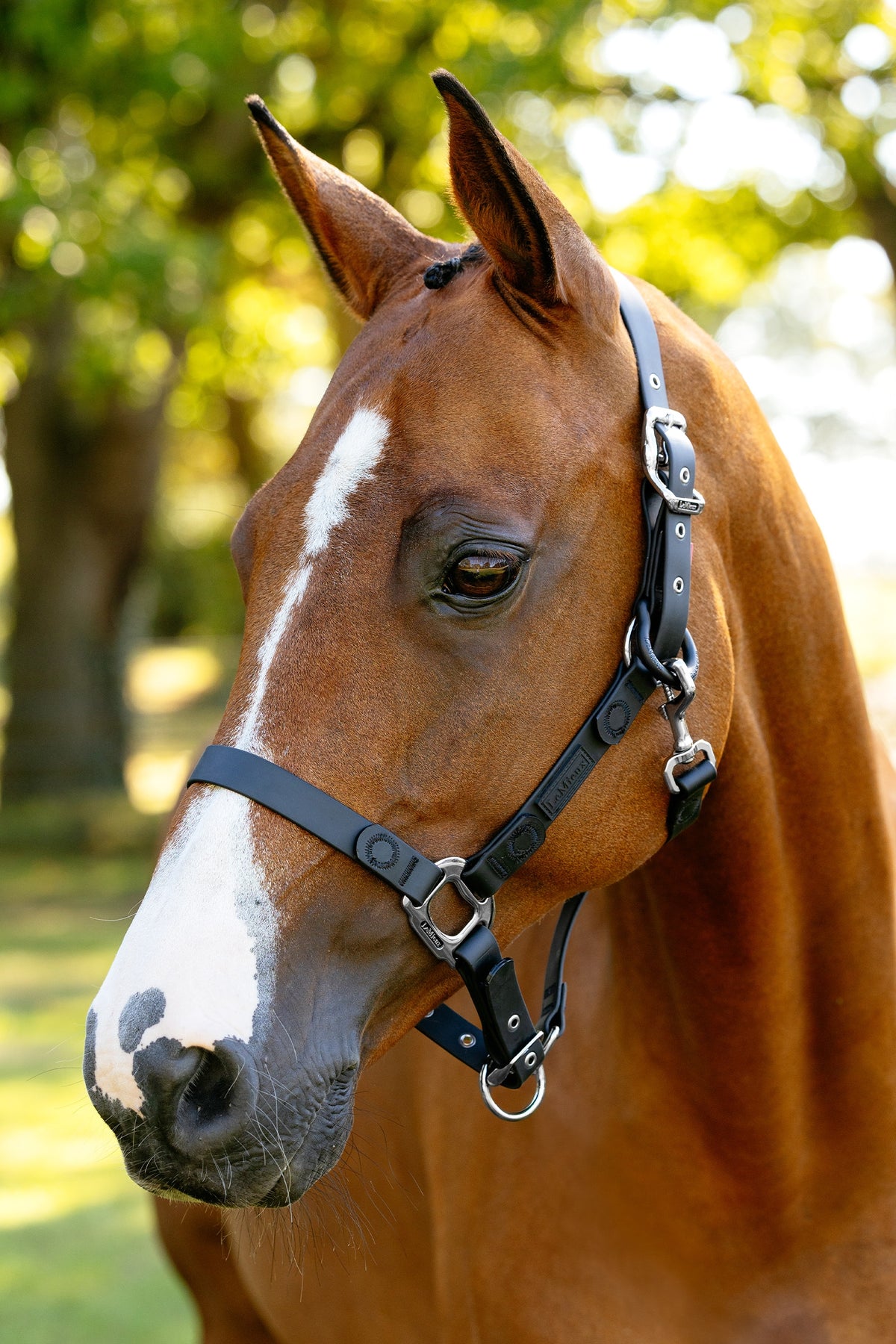 LeMieux FieldFlex Headcollar Halters & Leads
