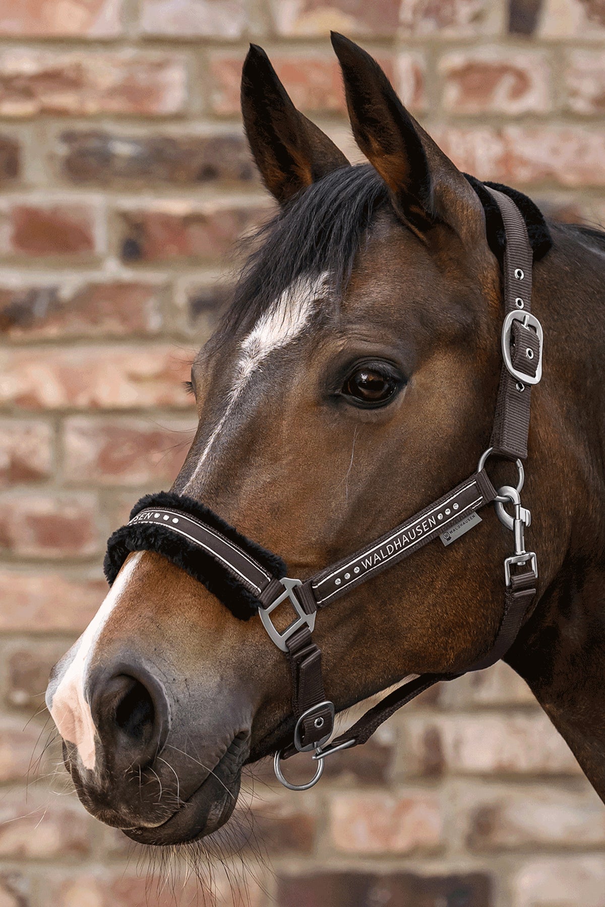 Waldhausen Elegant Halter Halters & Leads