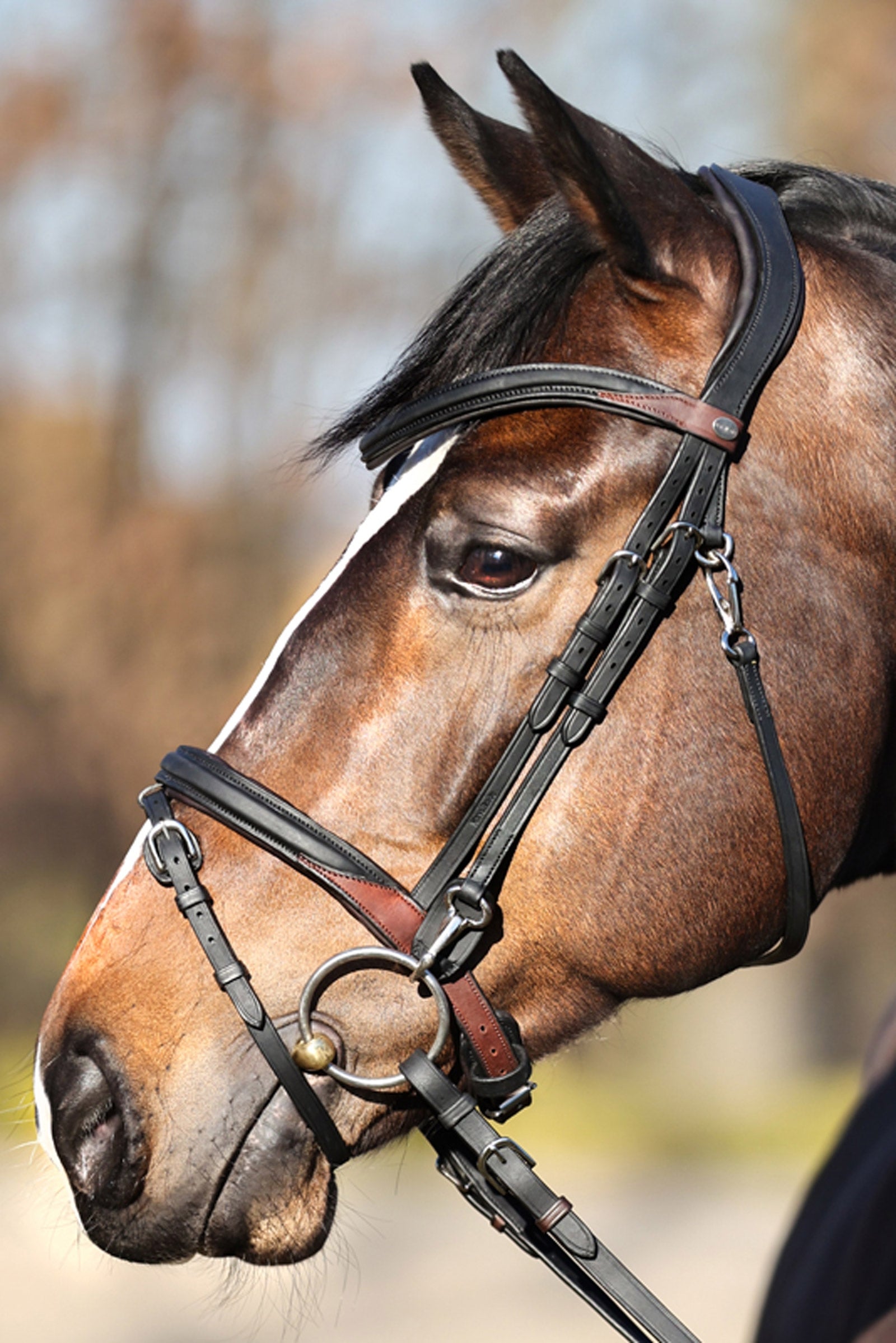 Kavalkade EveryDay Bridle Bridles & Reins