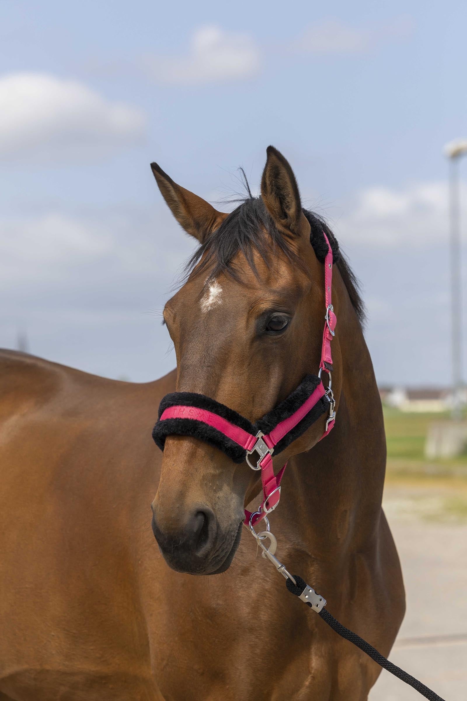 EQUITHÈME Nylon Mouton cavezza Cavezze e guinsagli