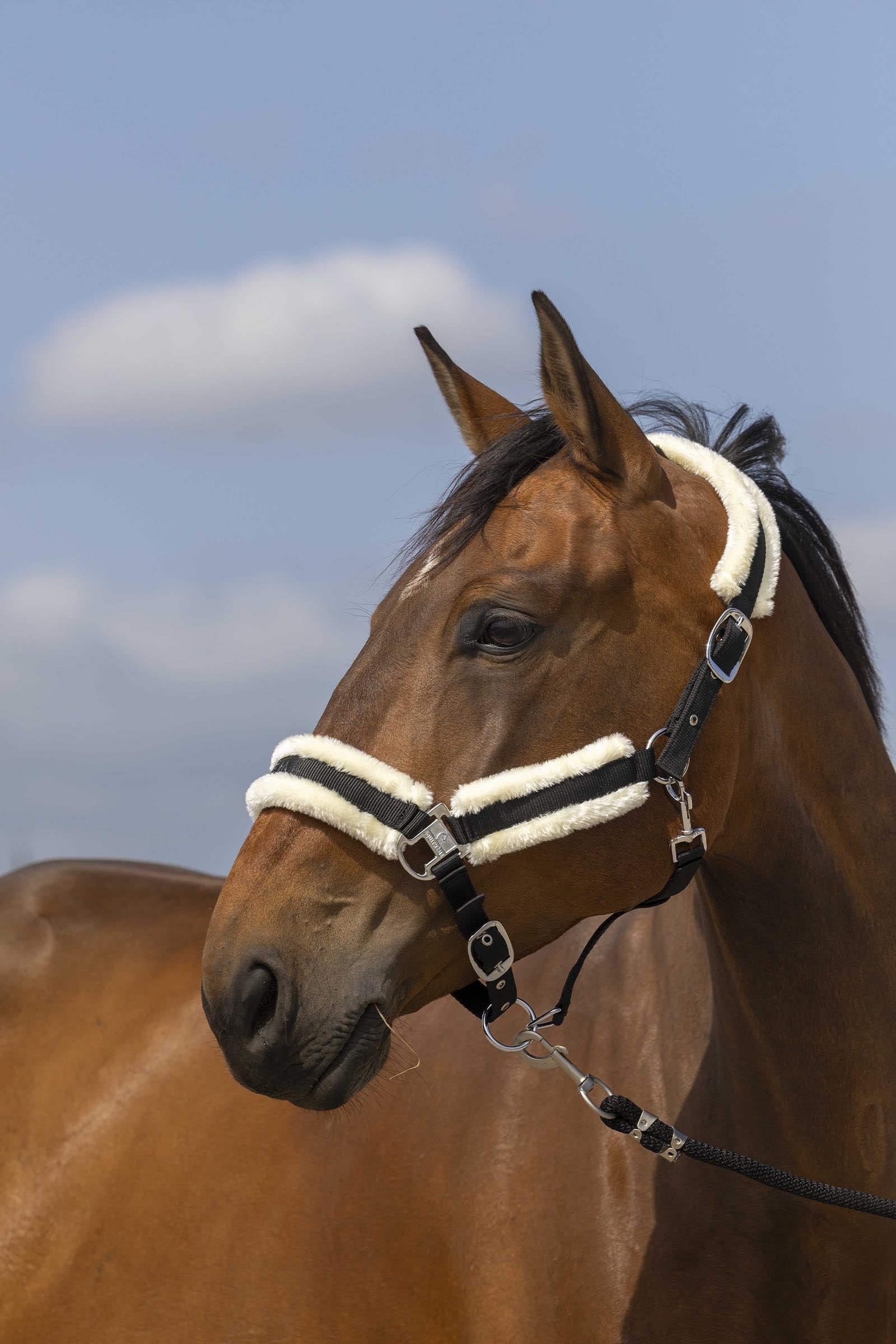 EQUITHÈME Nylon Mouton cavezza Cavezze e guinsagli