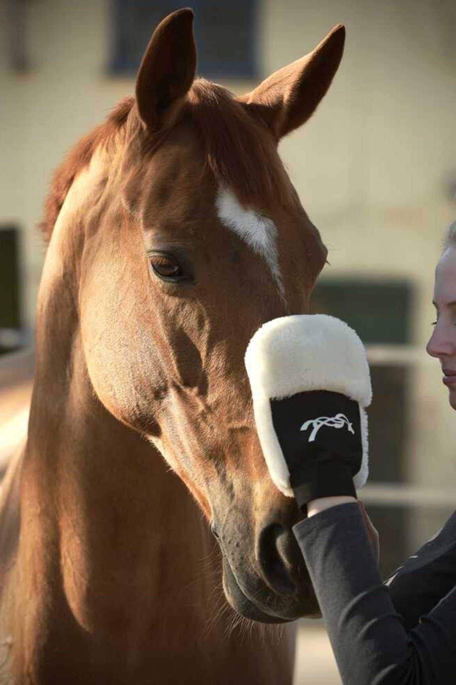 PENELOPE Grooming Glove Horse Grooming Tools