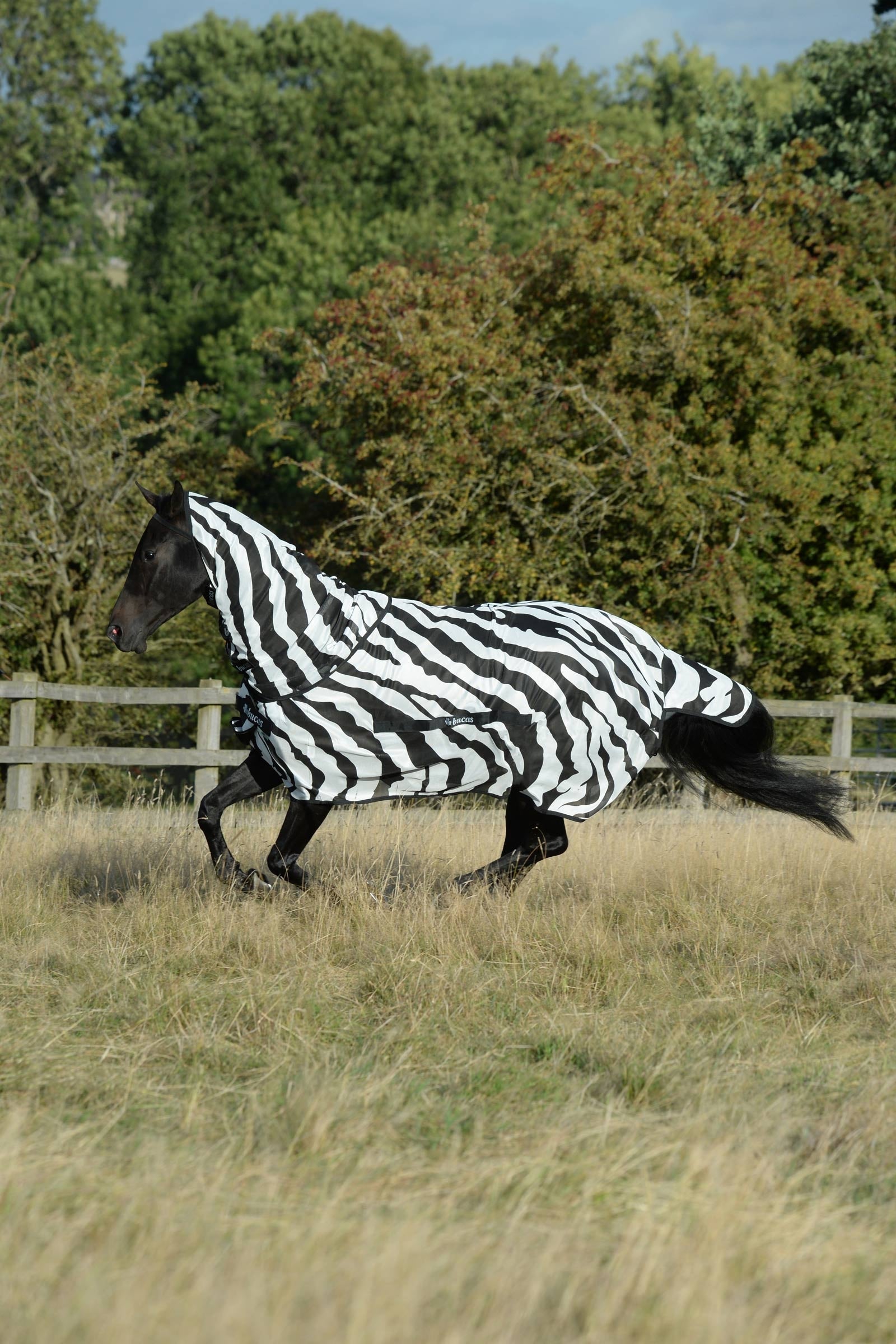 Bucas Buzz-Off Zebra Coperta antimosche con collo fisso Coperte per cavalli