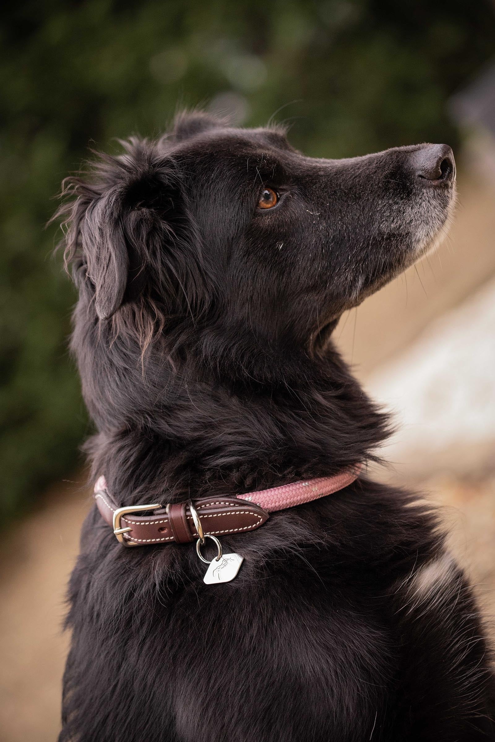 PENELOPE Billie Dog Collar Dog Accesories