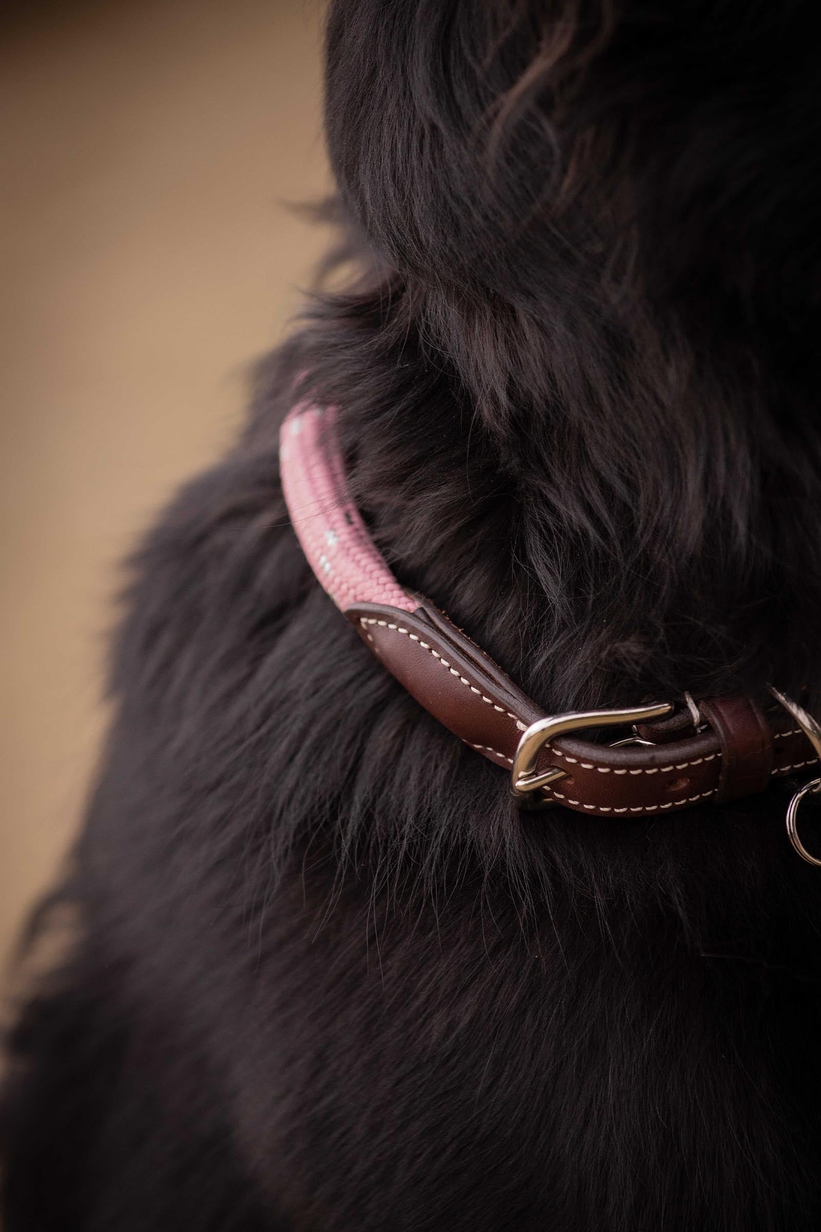 PENELOPE Billie Dog Collar Dog Accesories