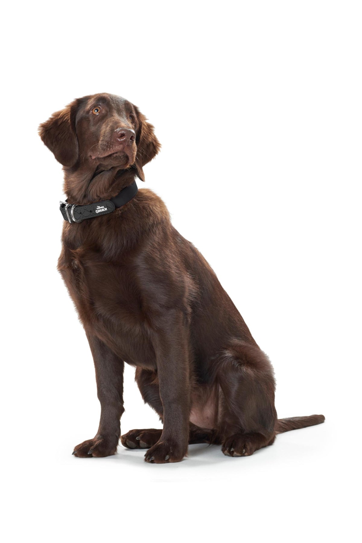 Eskadron SPARK Dog Collar Dog Accesories