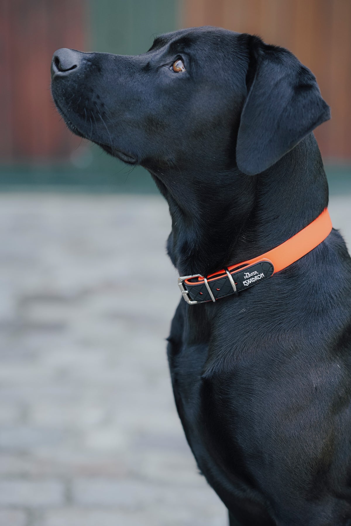 Eskadron Hunter x ESKADRON SPARK Dog Collar Dog Accesories