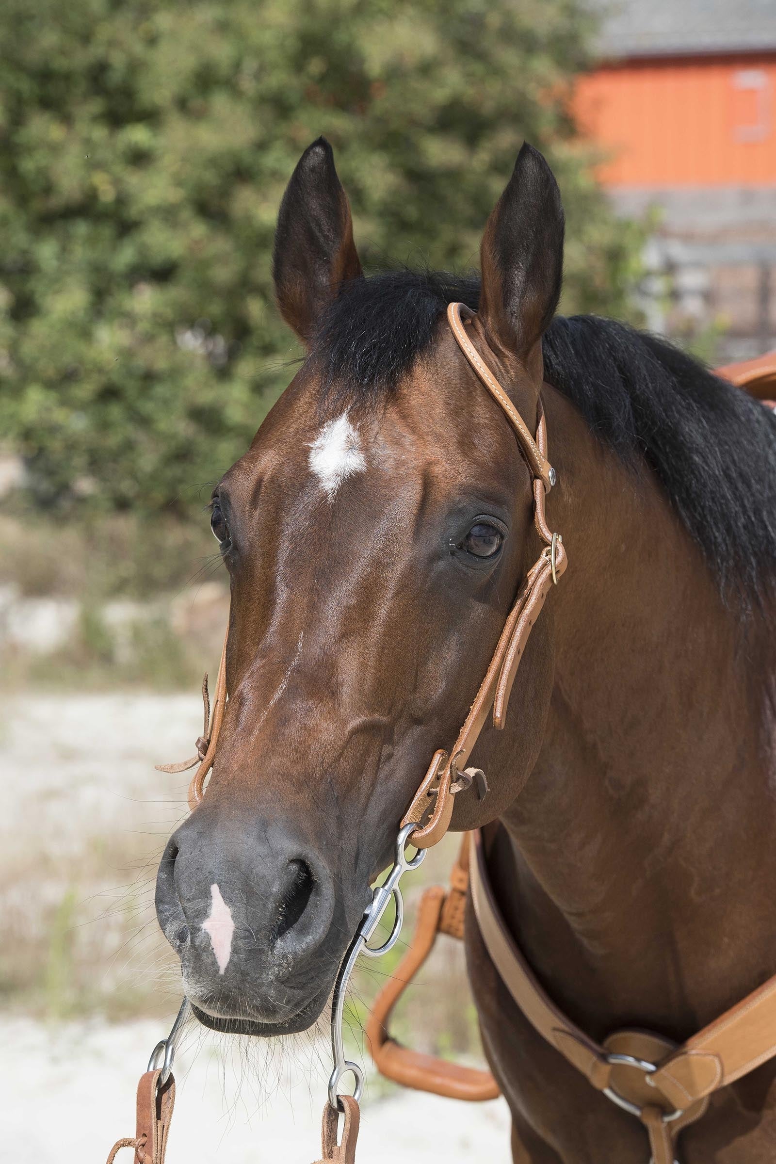 WESTRIDE Briglia by Franck Perret 1-Ear Briglie & redini