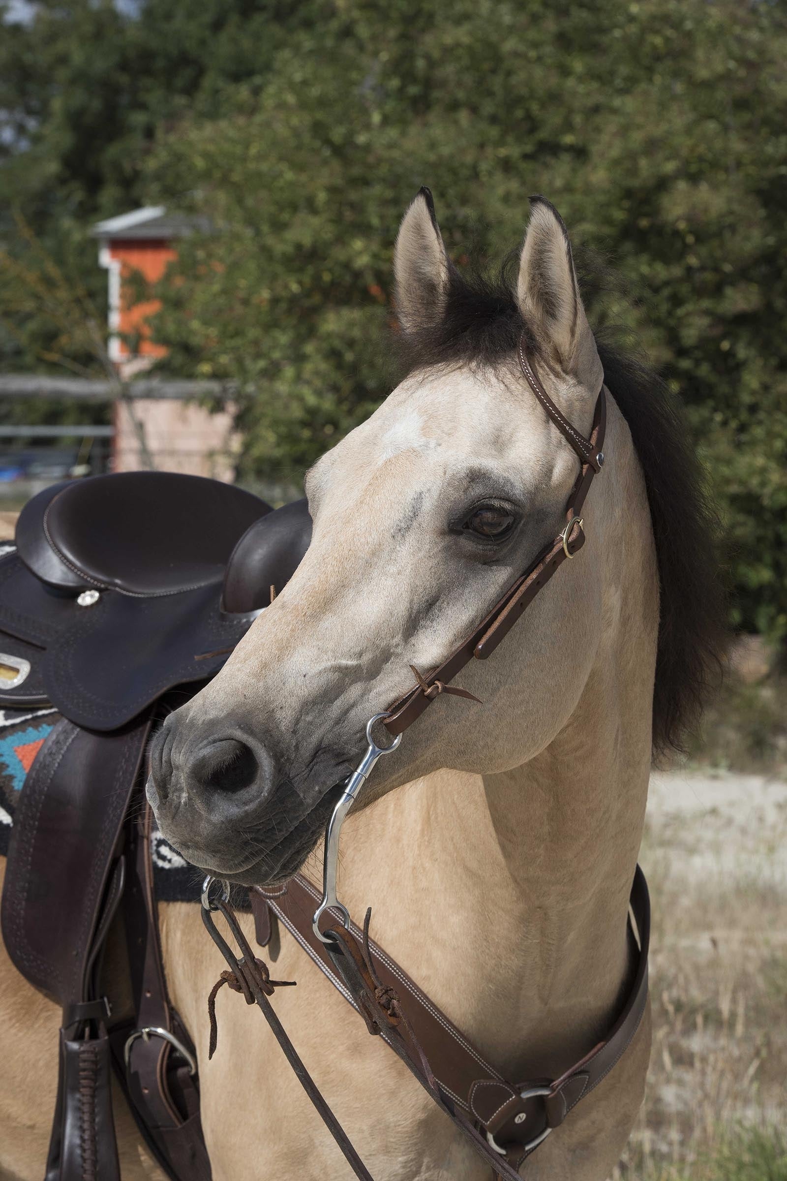 WESTRIDE Briglia by Franck Perret 1-Ear Briglie & redini