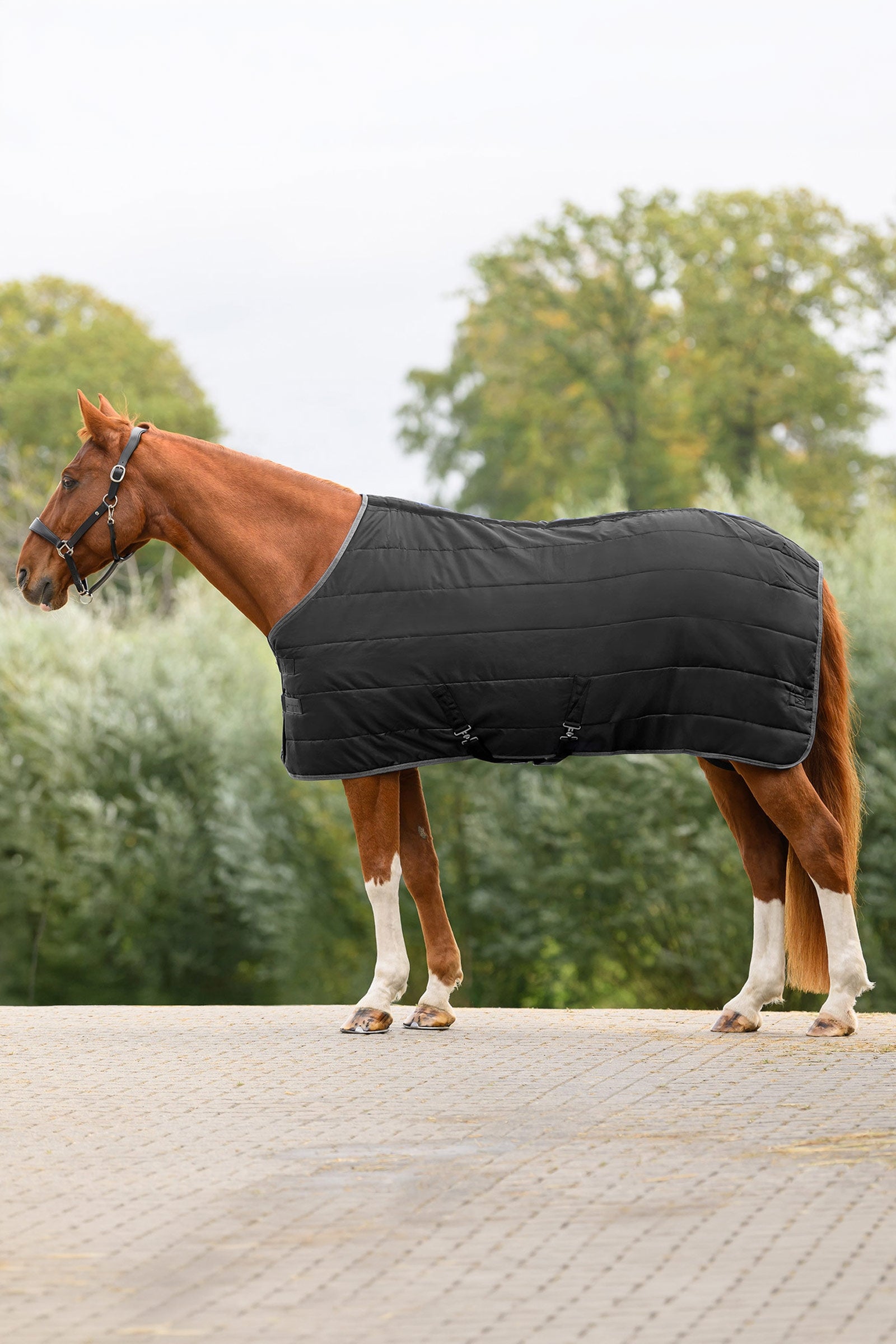 Waldhausen ECONOMIC coperta da scuderia, 100g Coperte per cavalli