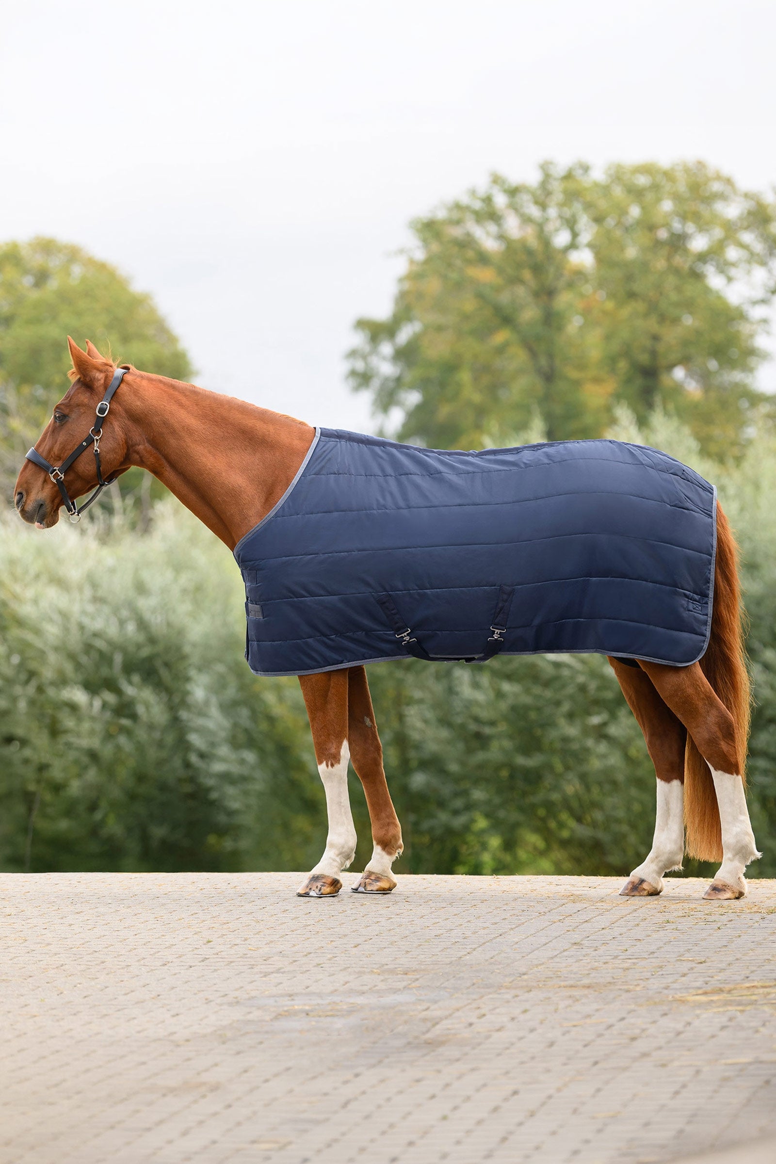 Waldhausen ECONOMIC coperta da scuderia, 100g Coperte per cavalli