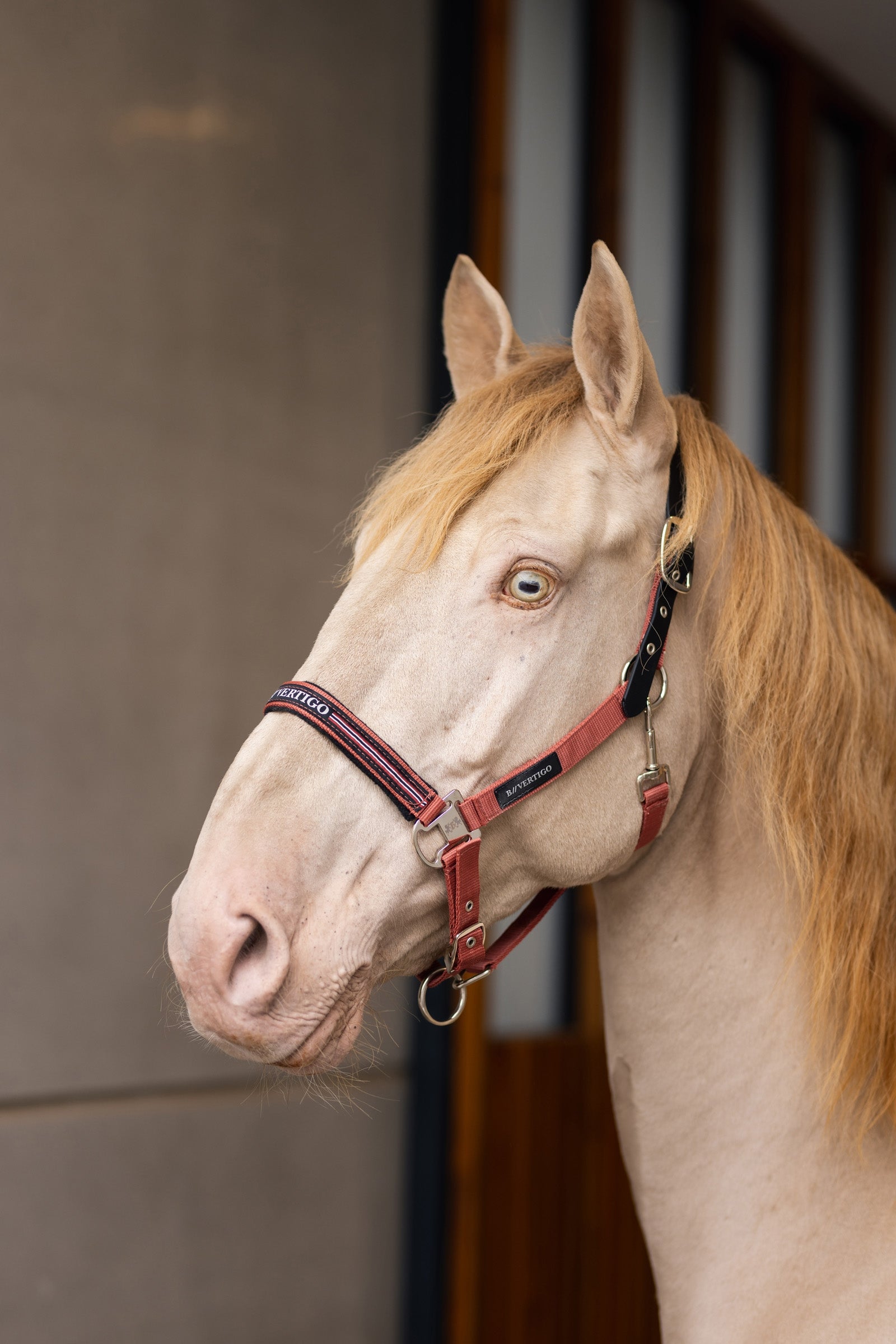 B Vertigo Empowerment Field-Safe Halter Halters & Leads