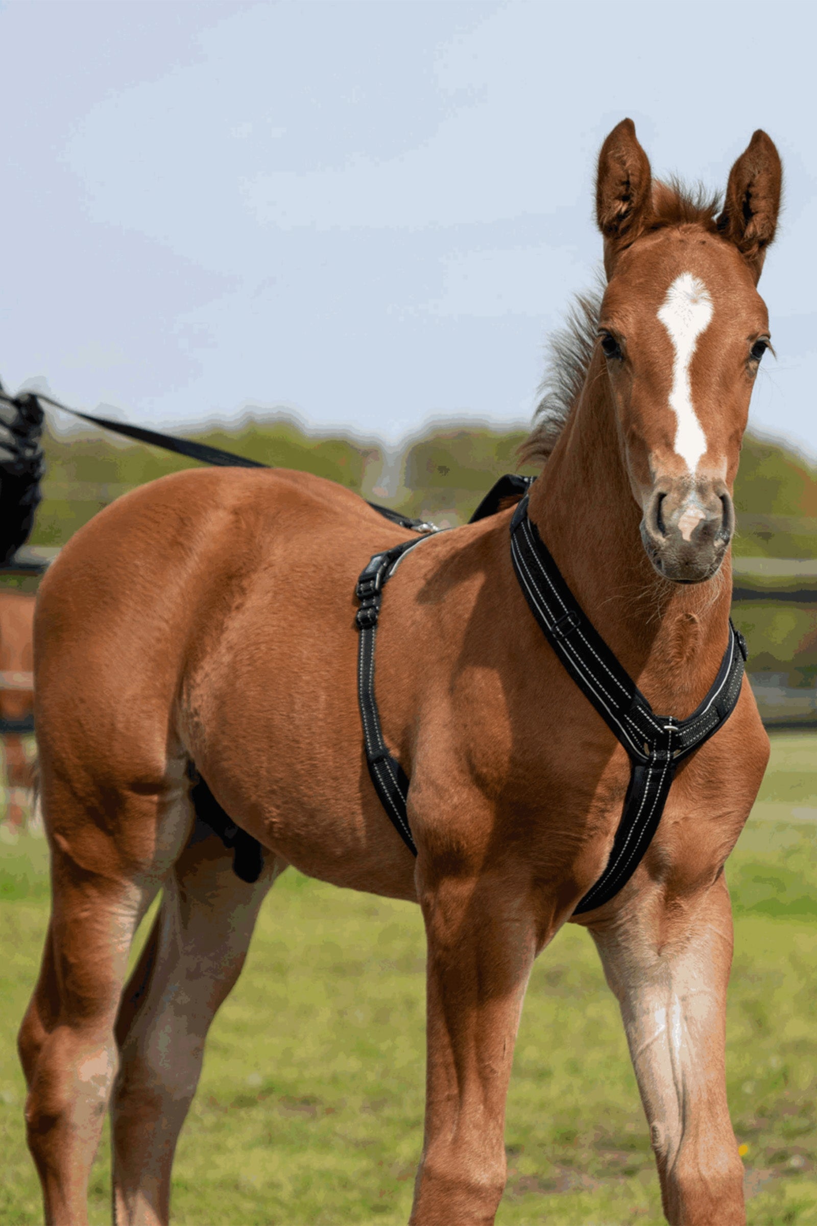 Sprenger Foal Harness Horse Grooming Tools