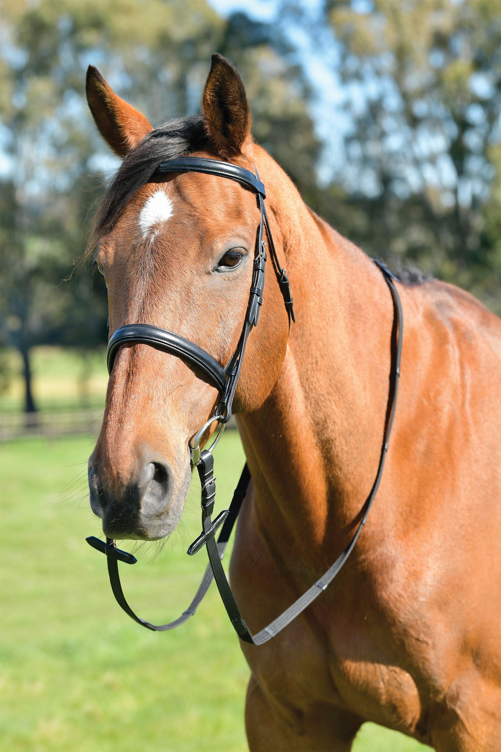 Kincade Classic testiera semplice con museruola inglese bombata e redini Addestramento del cavallo