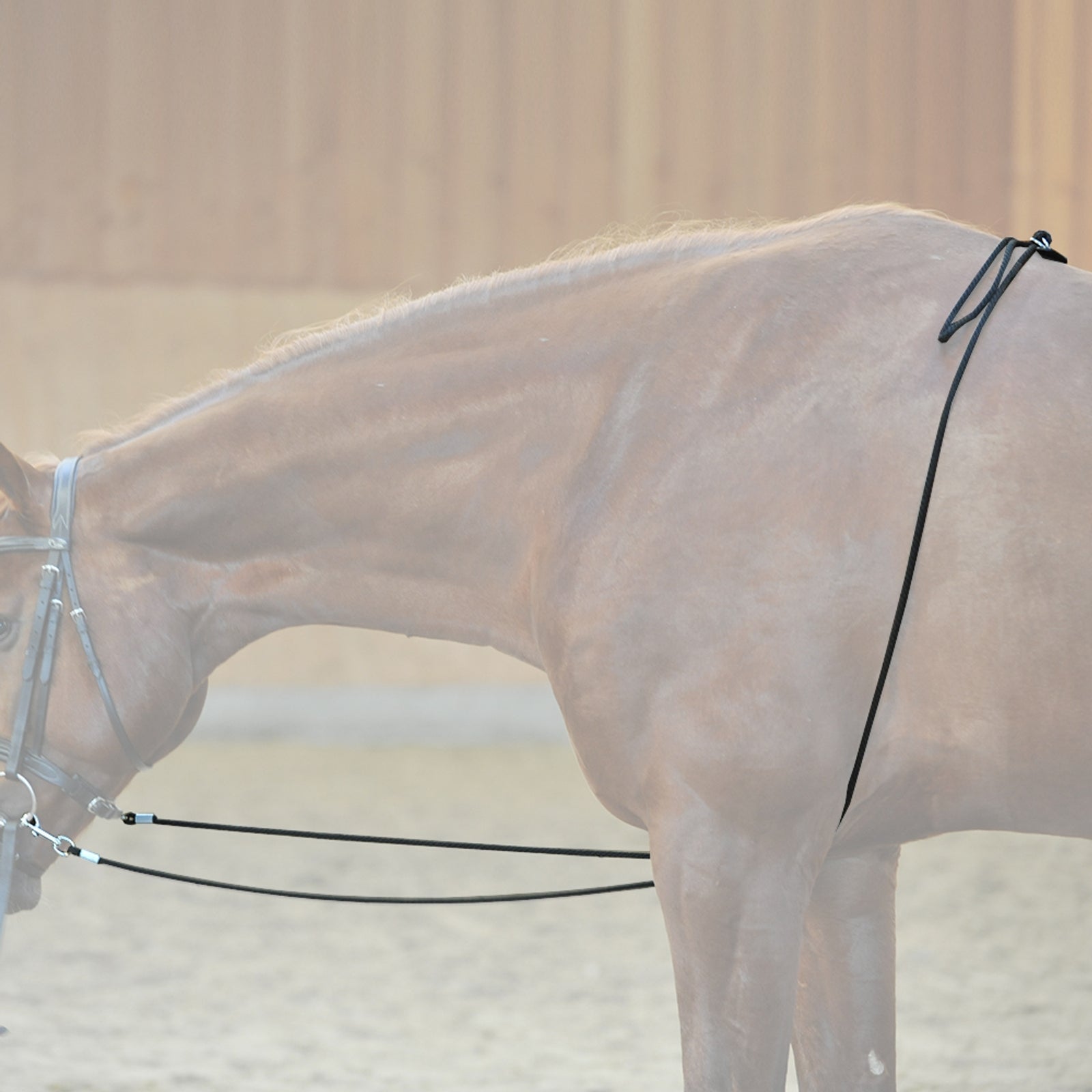 Kavalkade Ausilio per l'affondo HO Addestramento del cavallo