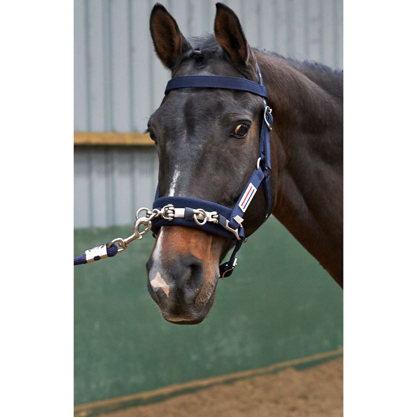 John Whitaker JW Lunge Cavasson Cavezze e guinsagli