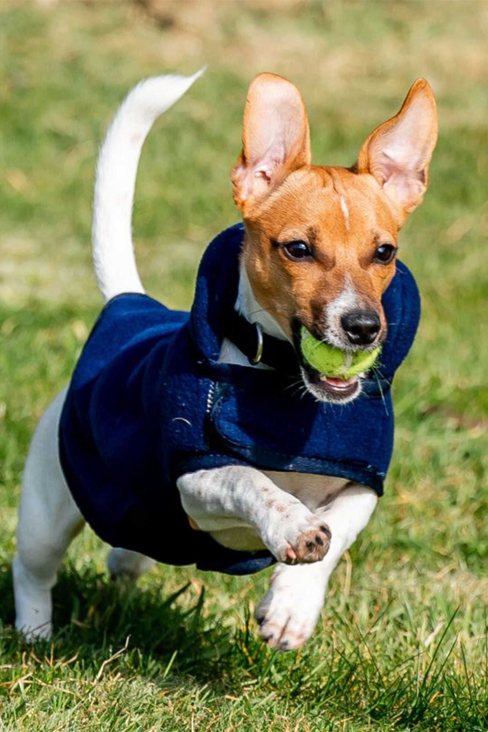 Horseware Signature Dog Fleece Dog Accesories