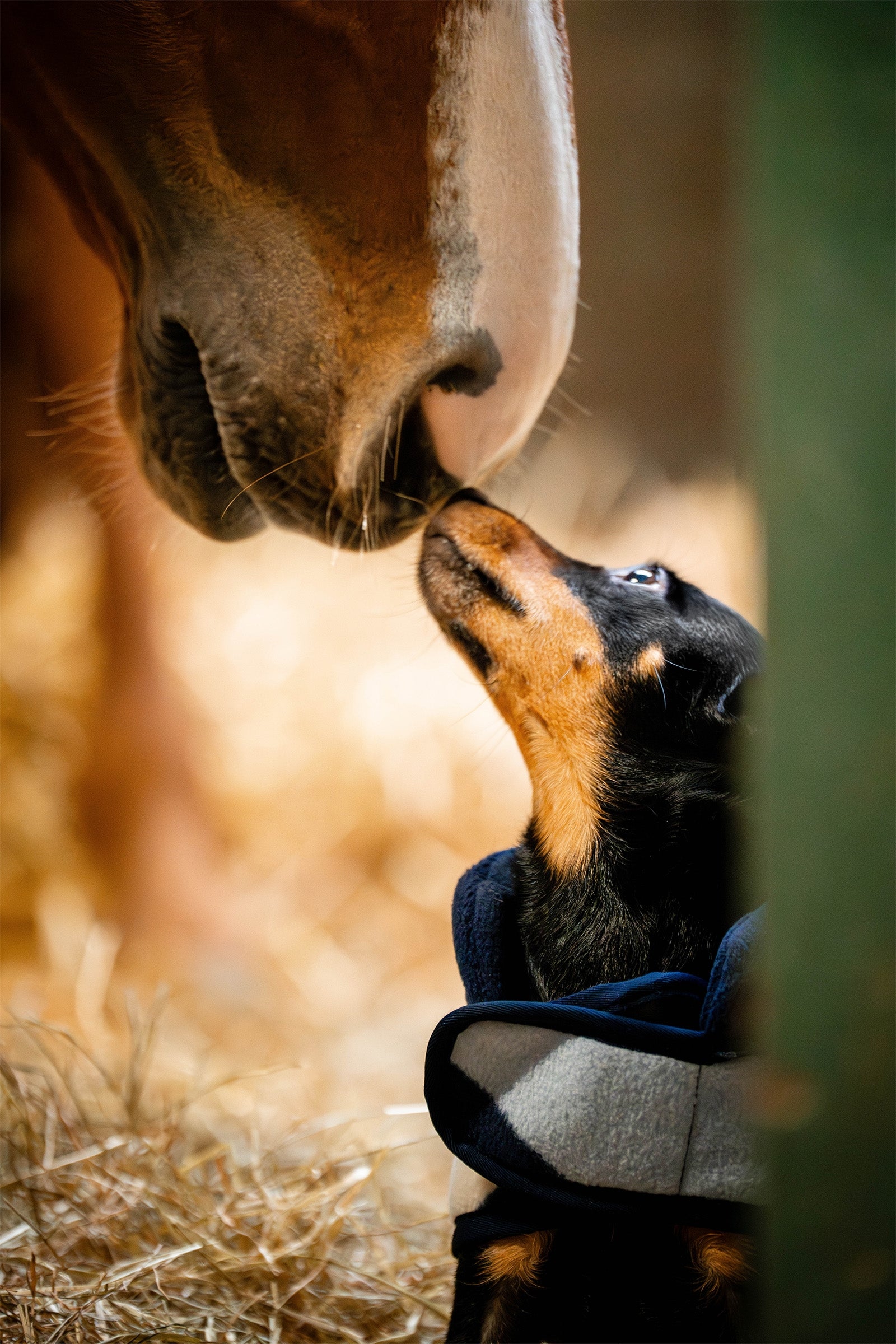 Horseware Signature Dog Fleece Dog Accesories