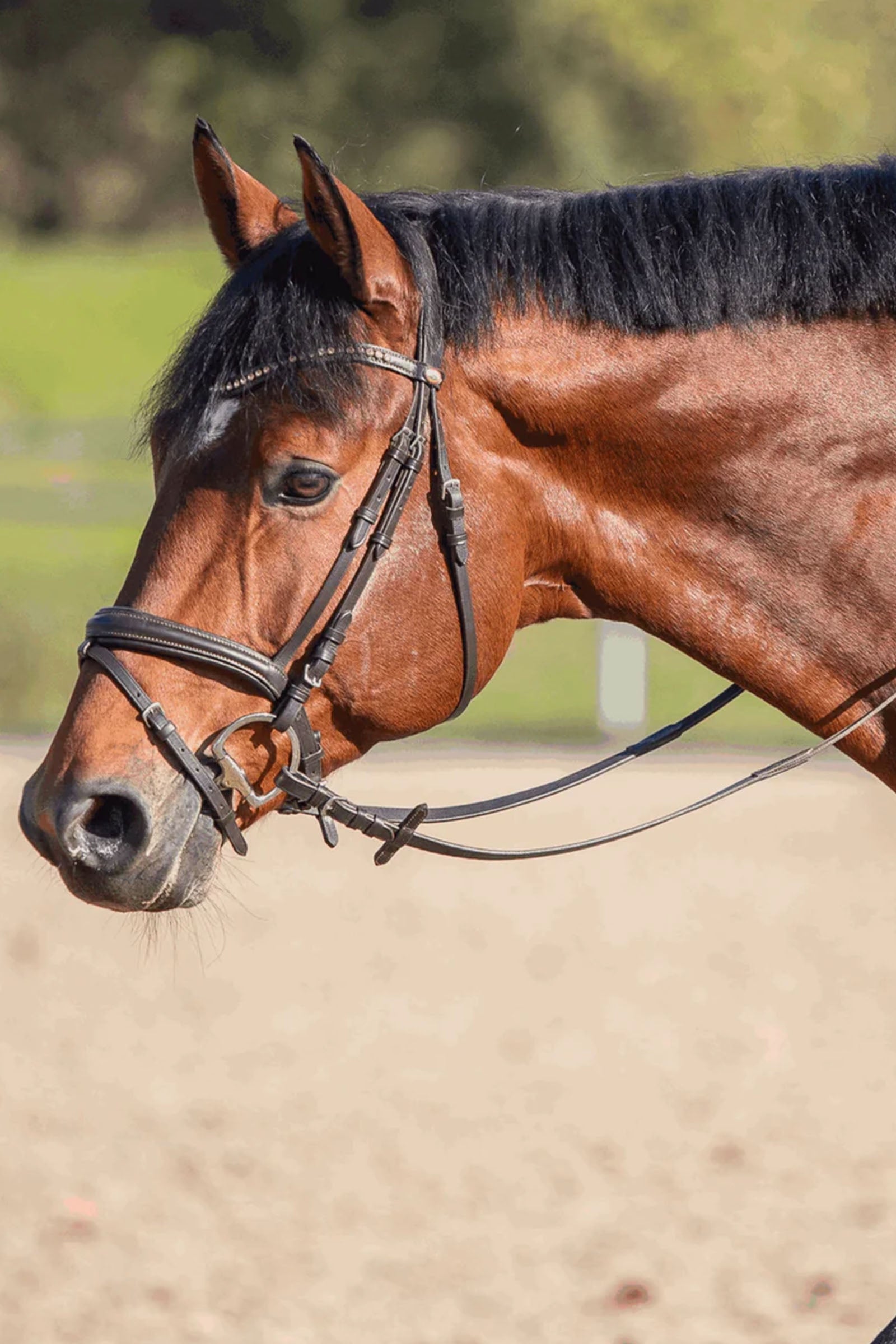 Sprenger Novocontact Olivehead Bit, Double Jointed Horse Bits