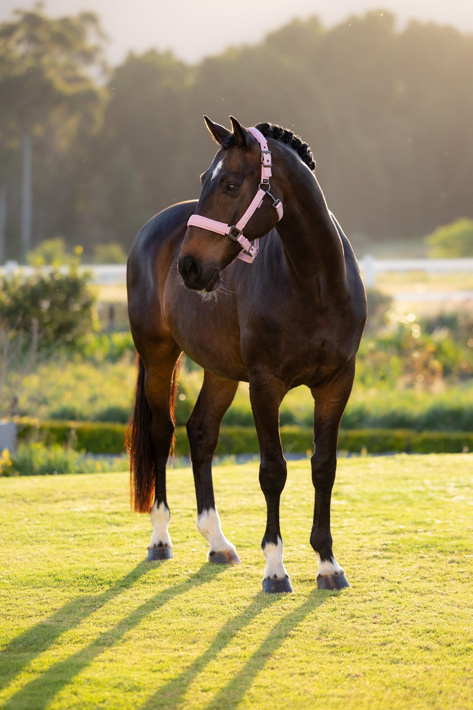 LeMieux Essence Headcollar Halters & Leads