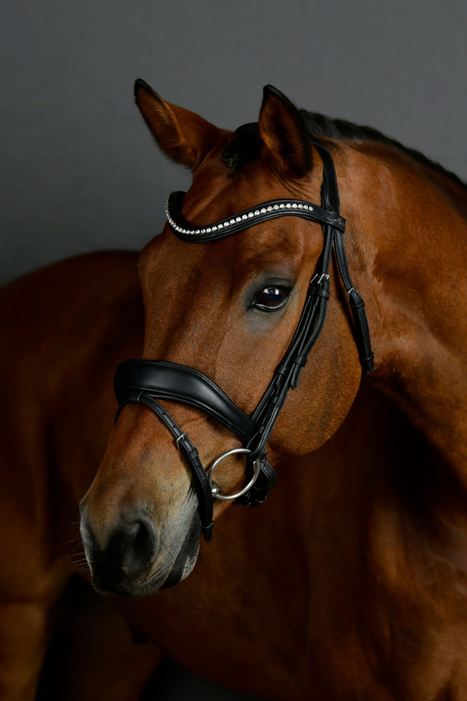 Collegiate Comfitec Opulux testiera da dressage imbottita Briglie & redini