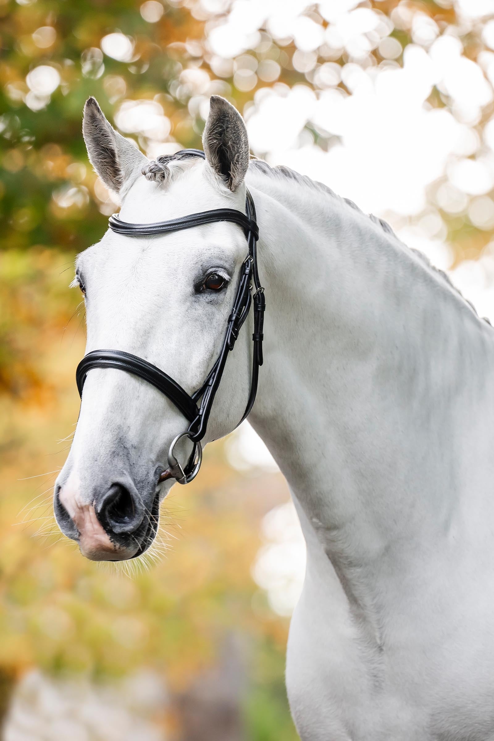 Horseware briglia cavesson Briglie & redini