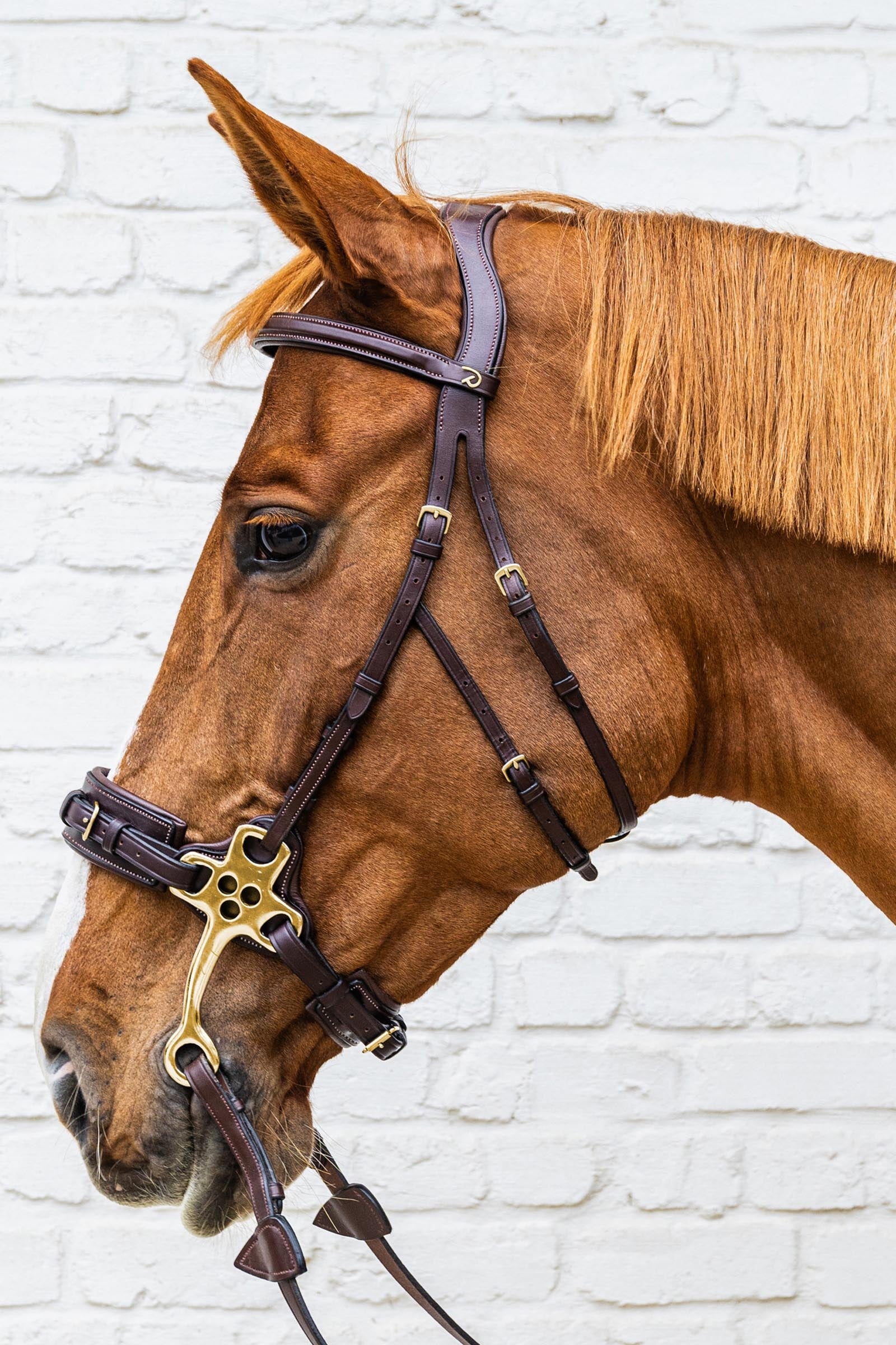 Dy'on D-Collection Hackamore Bridle Bridles & Reins