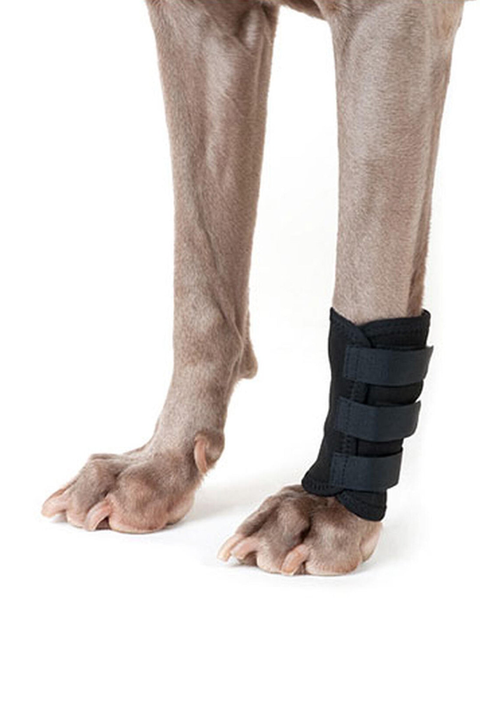 Back on Track Fascia per le zampe del cane (1 pezzo) Cane