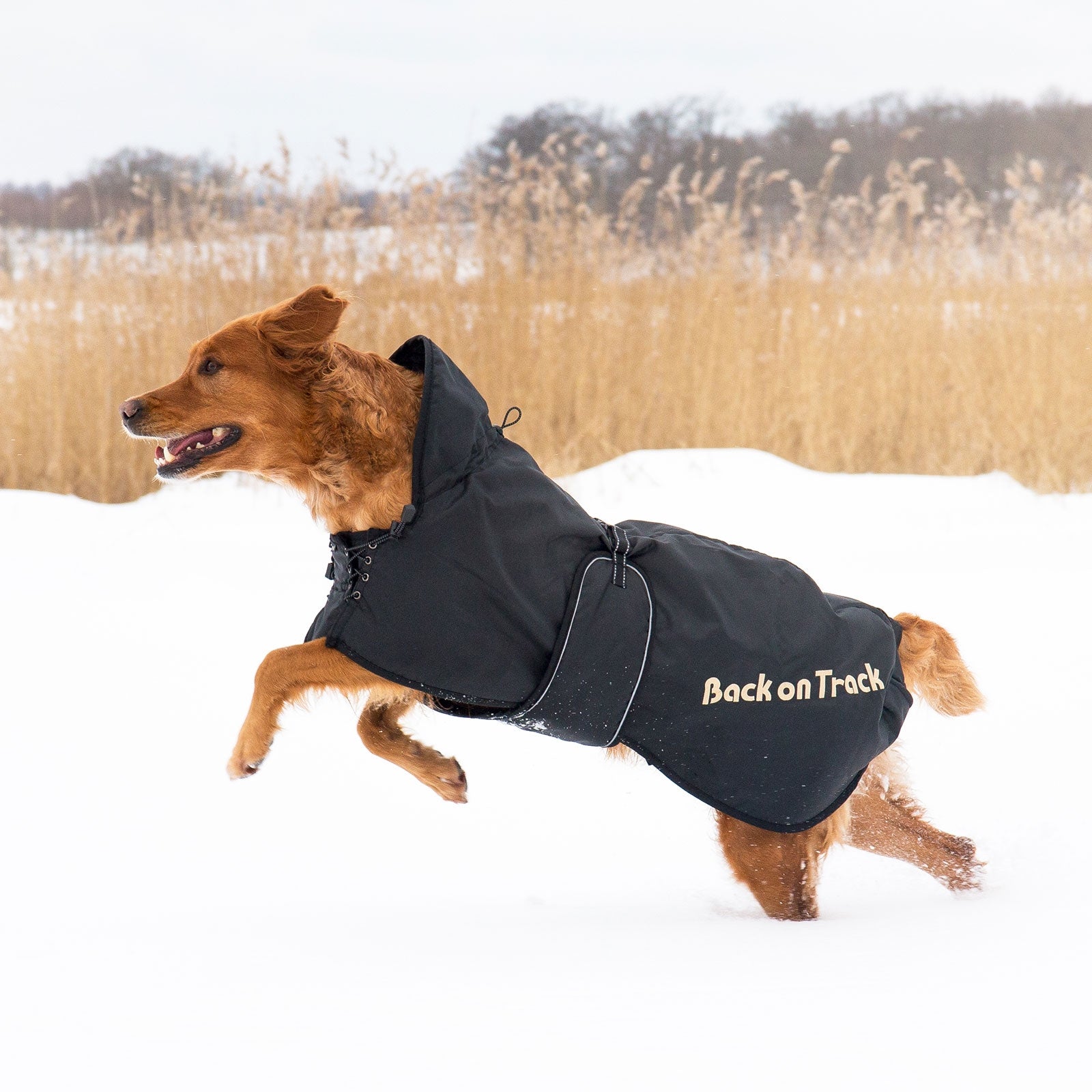 Back on Track Dog Rug (63-91) Dog Accesories