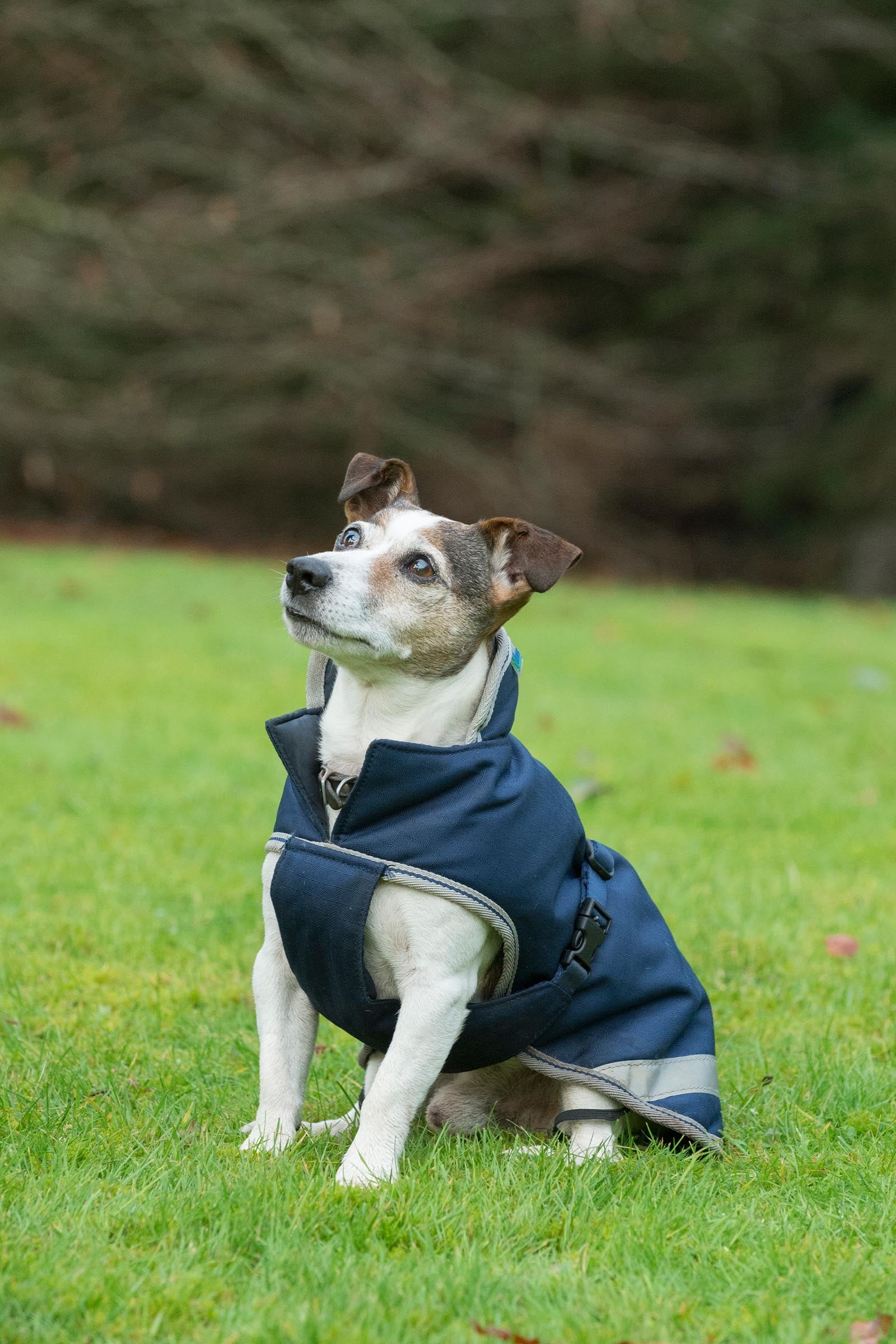 Bucas Freedom Dog Rug, 150g (50-85 cm) Dog Accesories