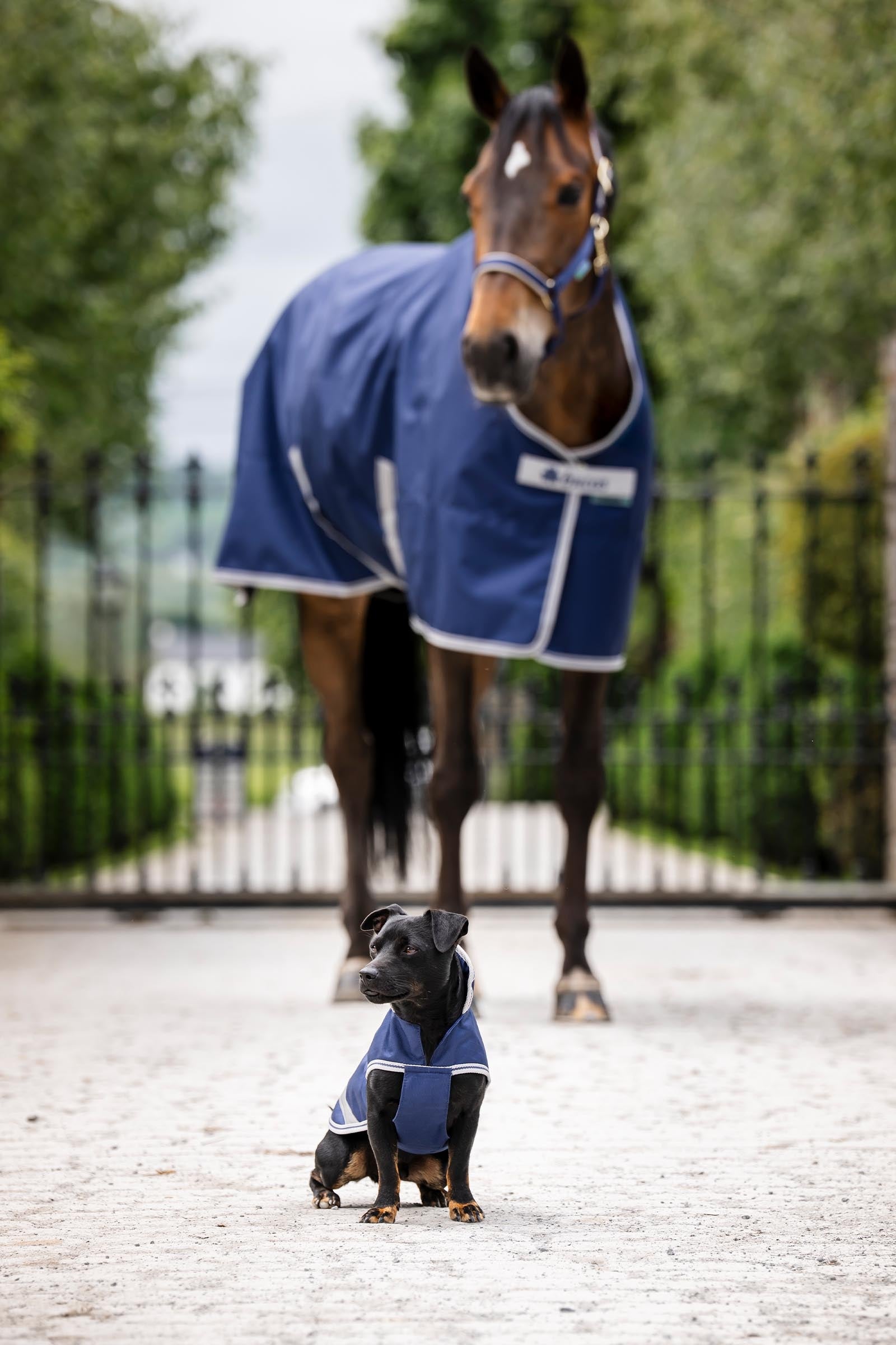 Bucas Freedom Dog Rug, 150g (50-85 cm) Dog Accesories