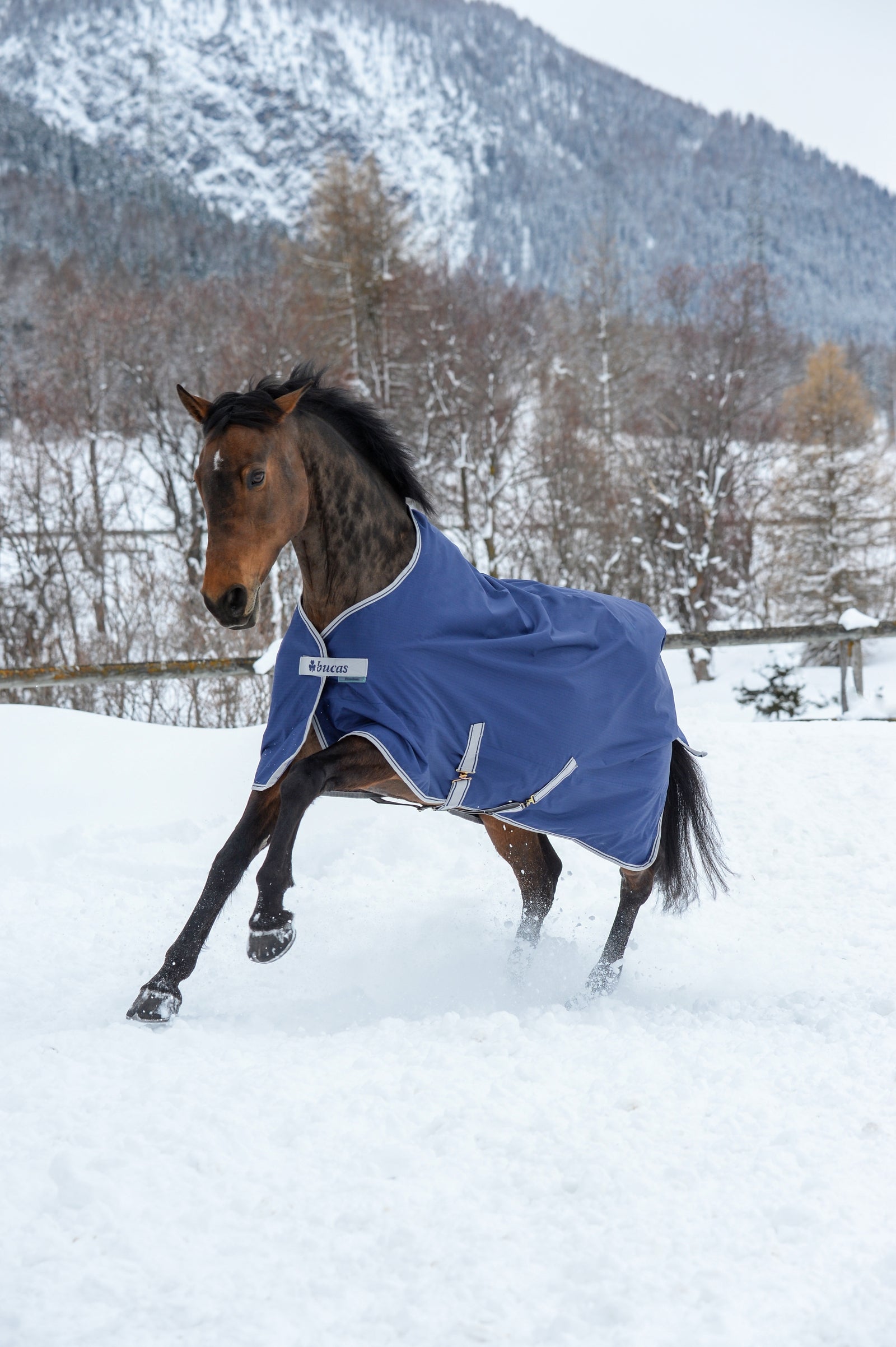 Bucas Freedom Coperta per esterno, 300g Coperte per cavalli