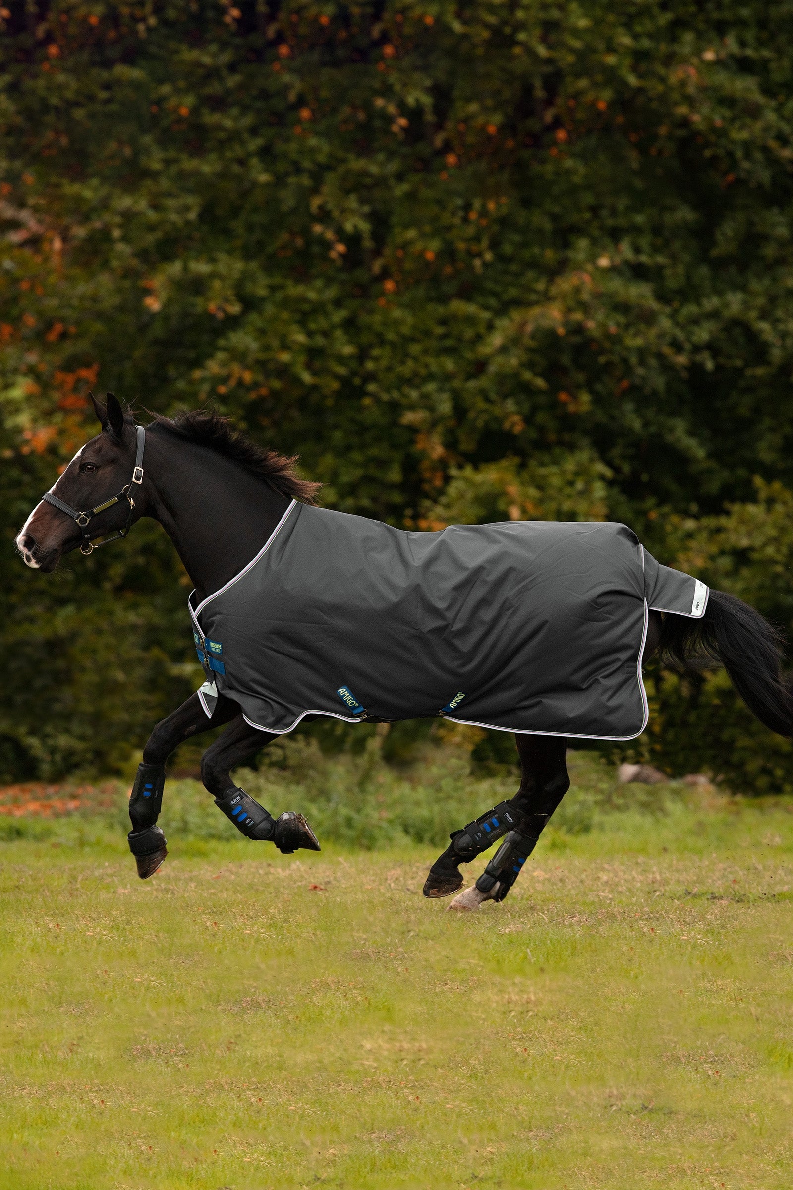 Horseware Amigo Bravo 12 coperta da turnout, 100g Coperte per cavalli