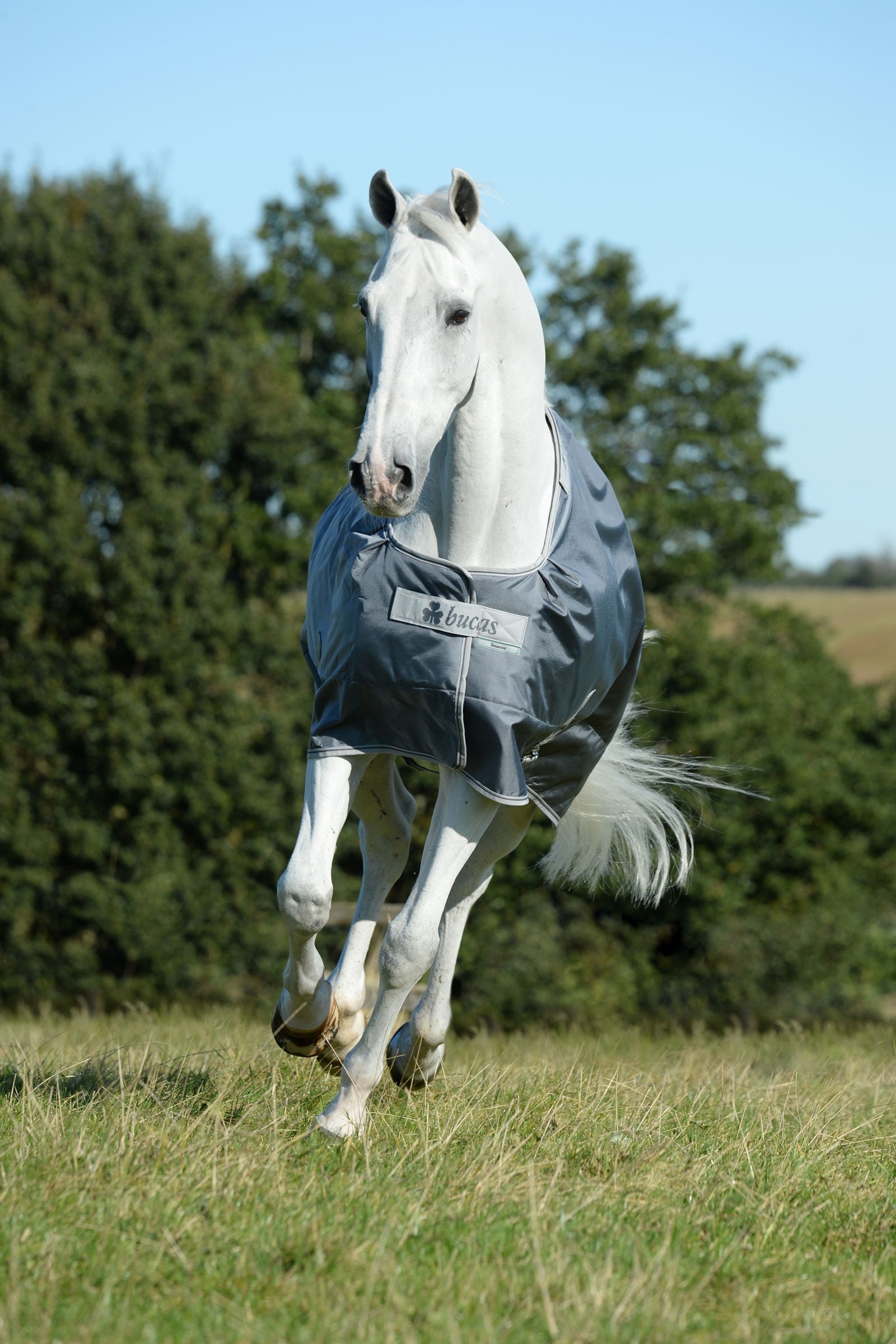 Acquista Horseware Amigo Bravo 12 Plus coperta da turnout con collo Acquista Horseware Amigo Bravo 12 Plus coperta da turnout con collo