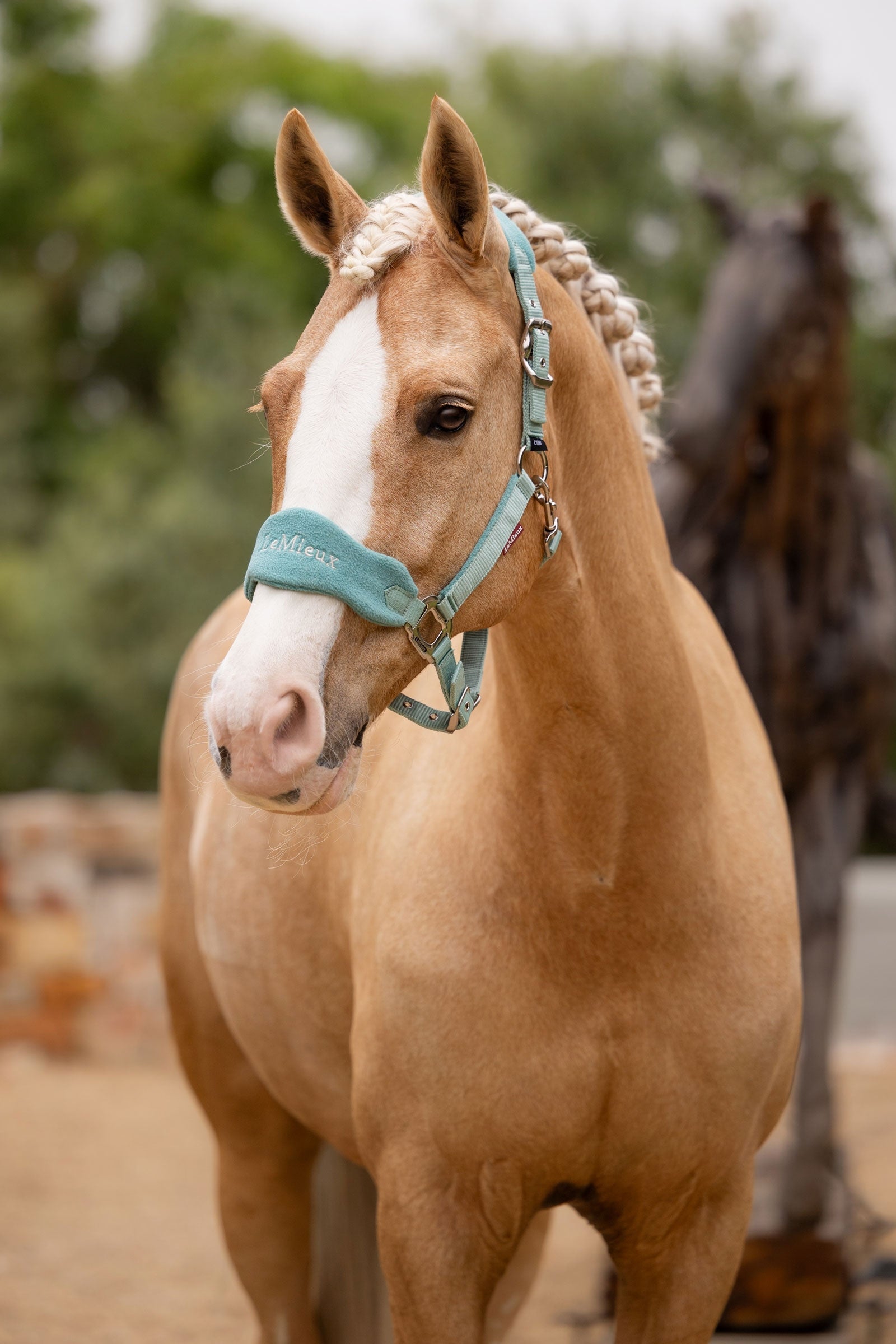 LeMieux Vogue Headcollar & Lead Rope Set Halters & Leads