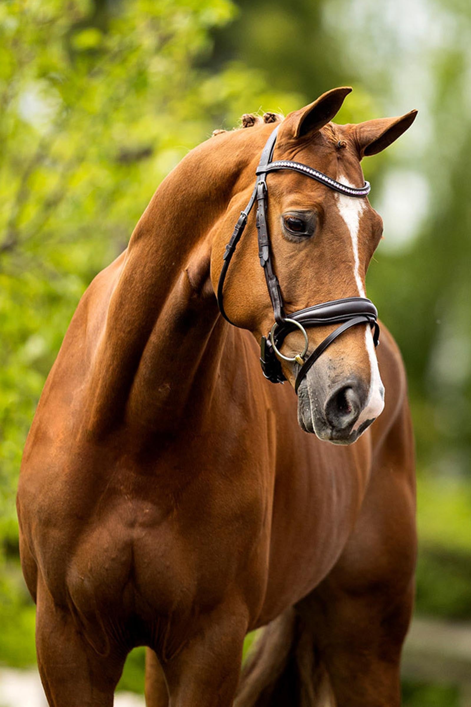 BR Southam Bridle Bridles & Reins