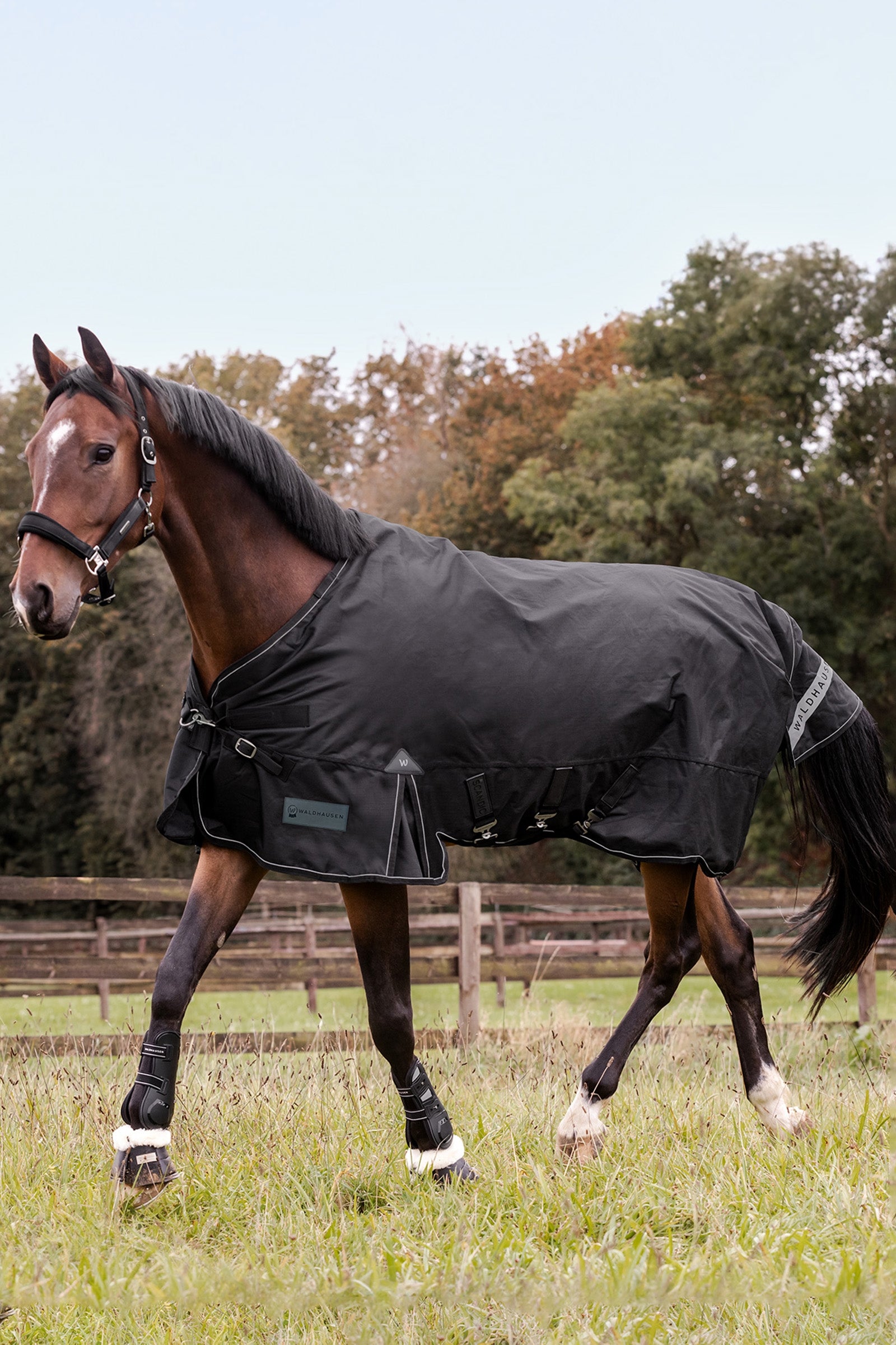 Waldhausen Outdoor Rug Scandic 100g Horse Rugs