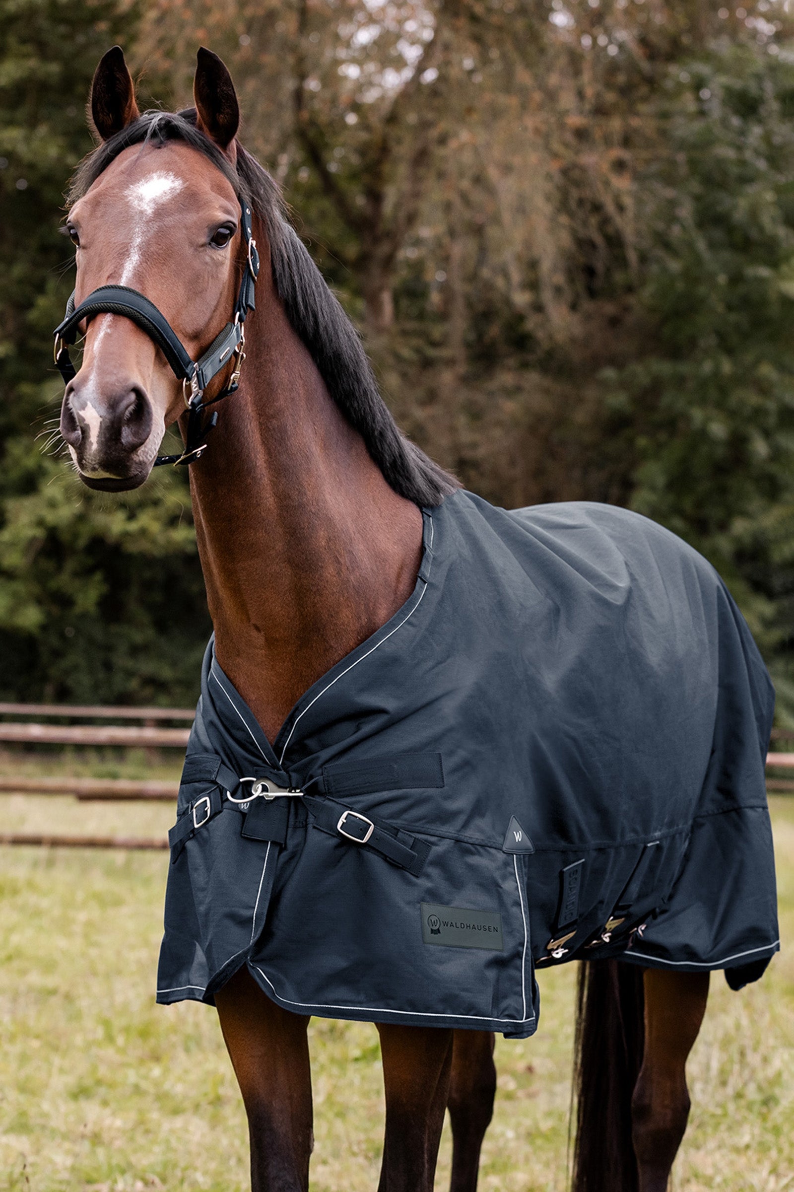 Waldhausen Outdoor Rug Scandic 100g Horse Rugs