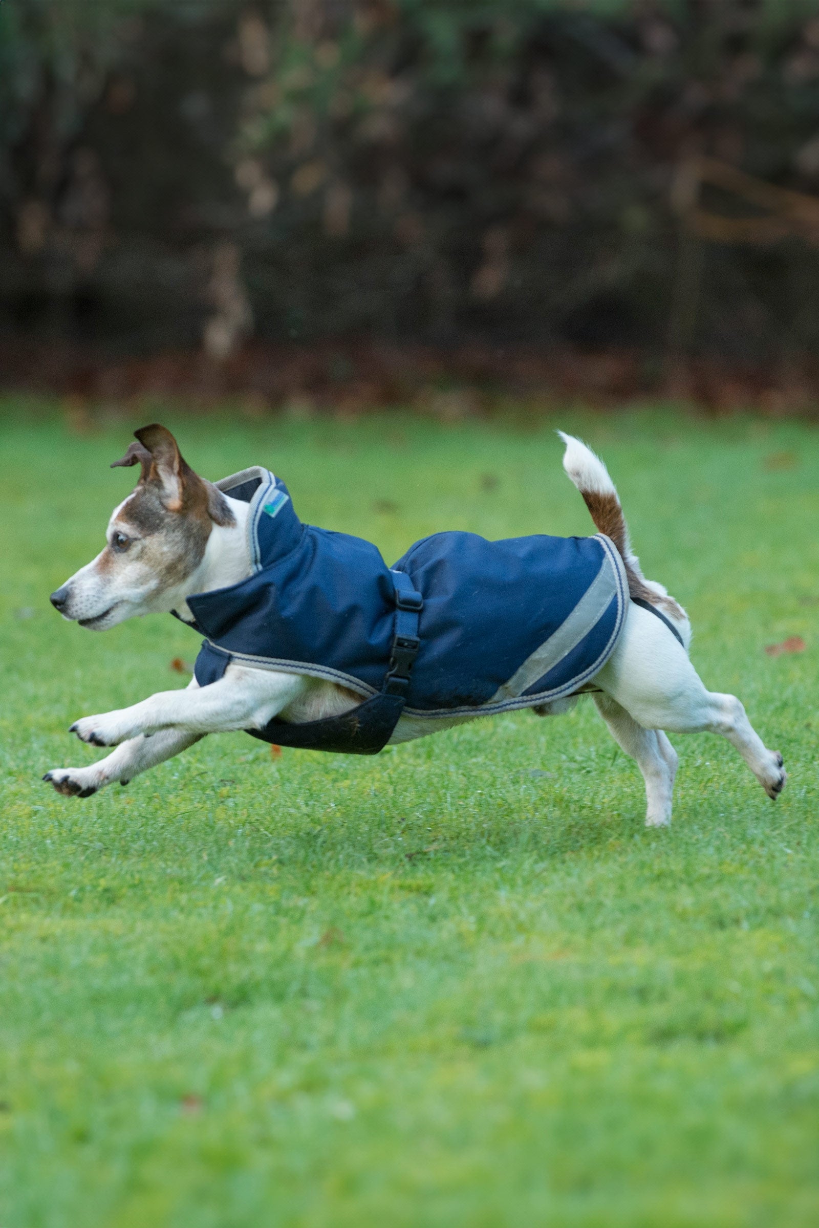 Bucas Freedom Coperta per cani, 50g (30-45 cm) Cane