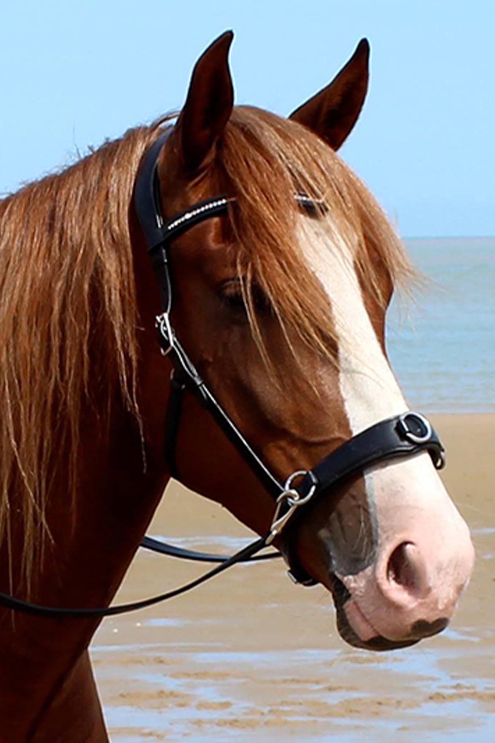 F.R.A. Freedom Riding Articles Wendy B Cavesson, Bitless Bridle, Leather Reins w/ Clip Bridles & Reins